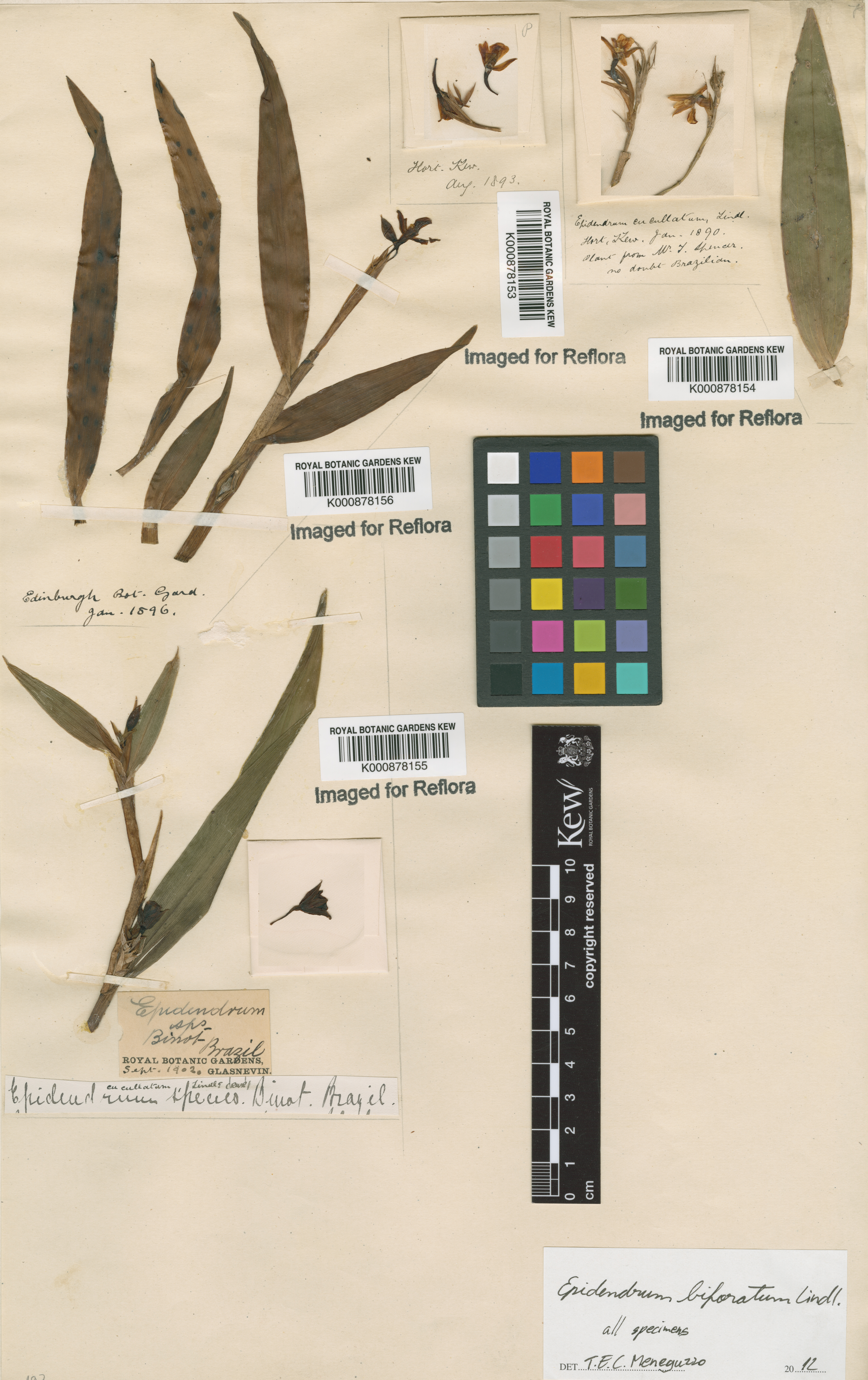 Epidendrum biforatum Lindl. 3