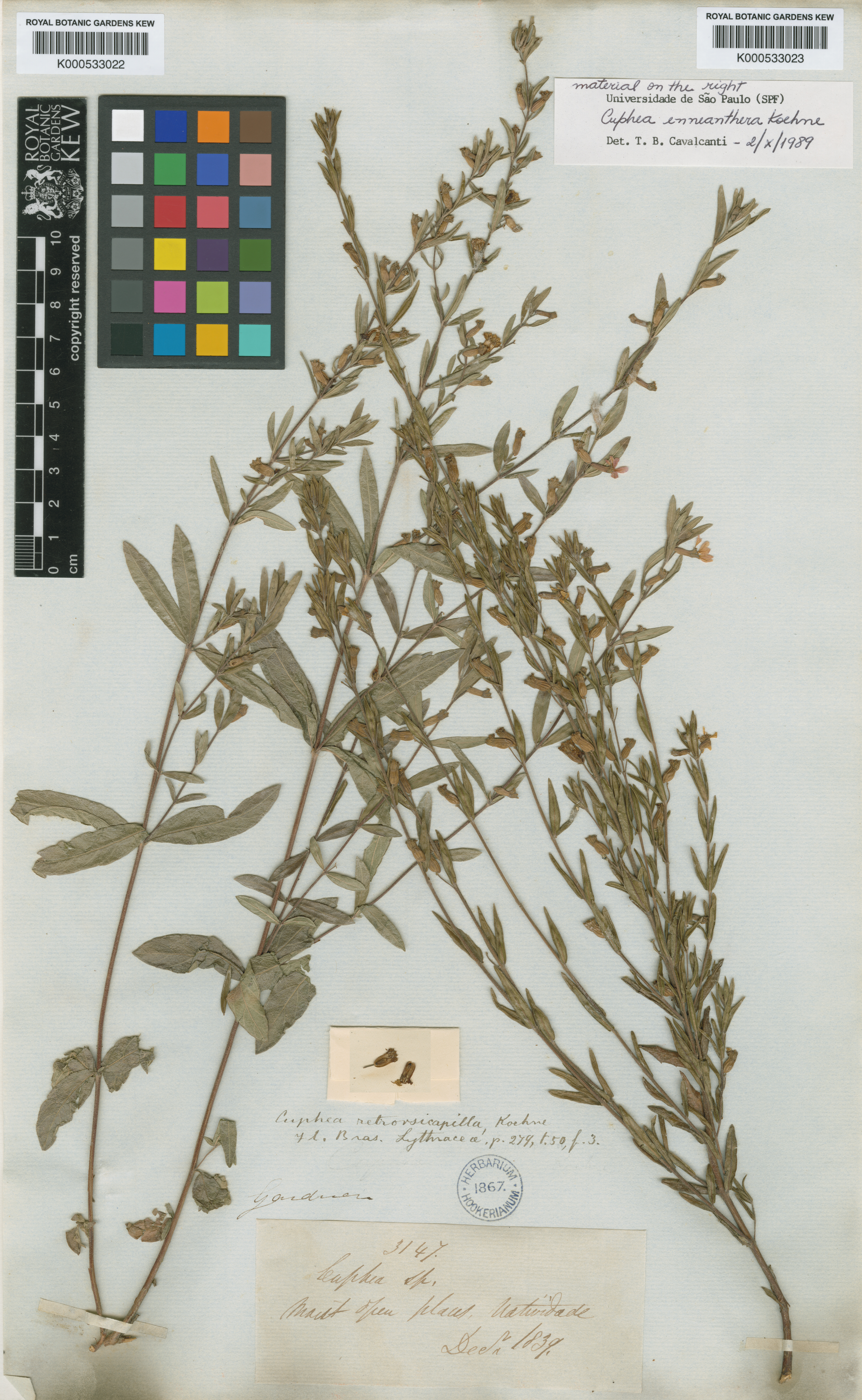 Cuphea retrorsicapilla