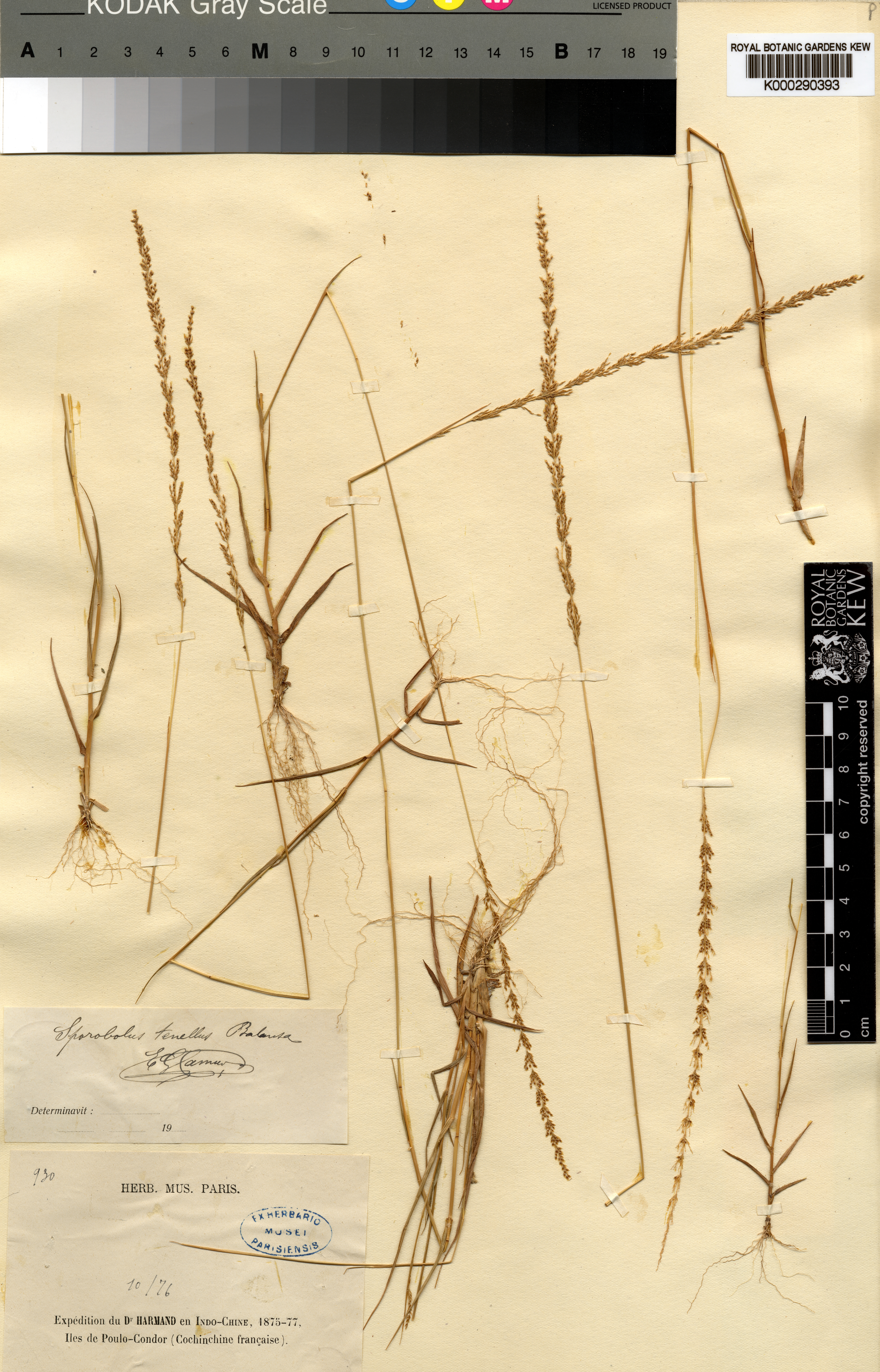 Sporobolus balansae — ảnh 2
