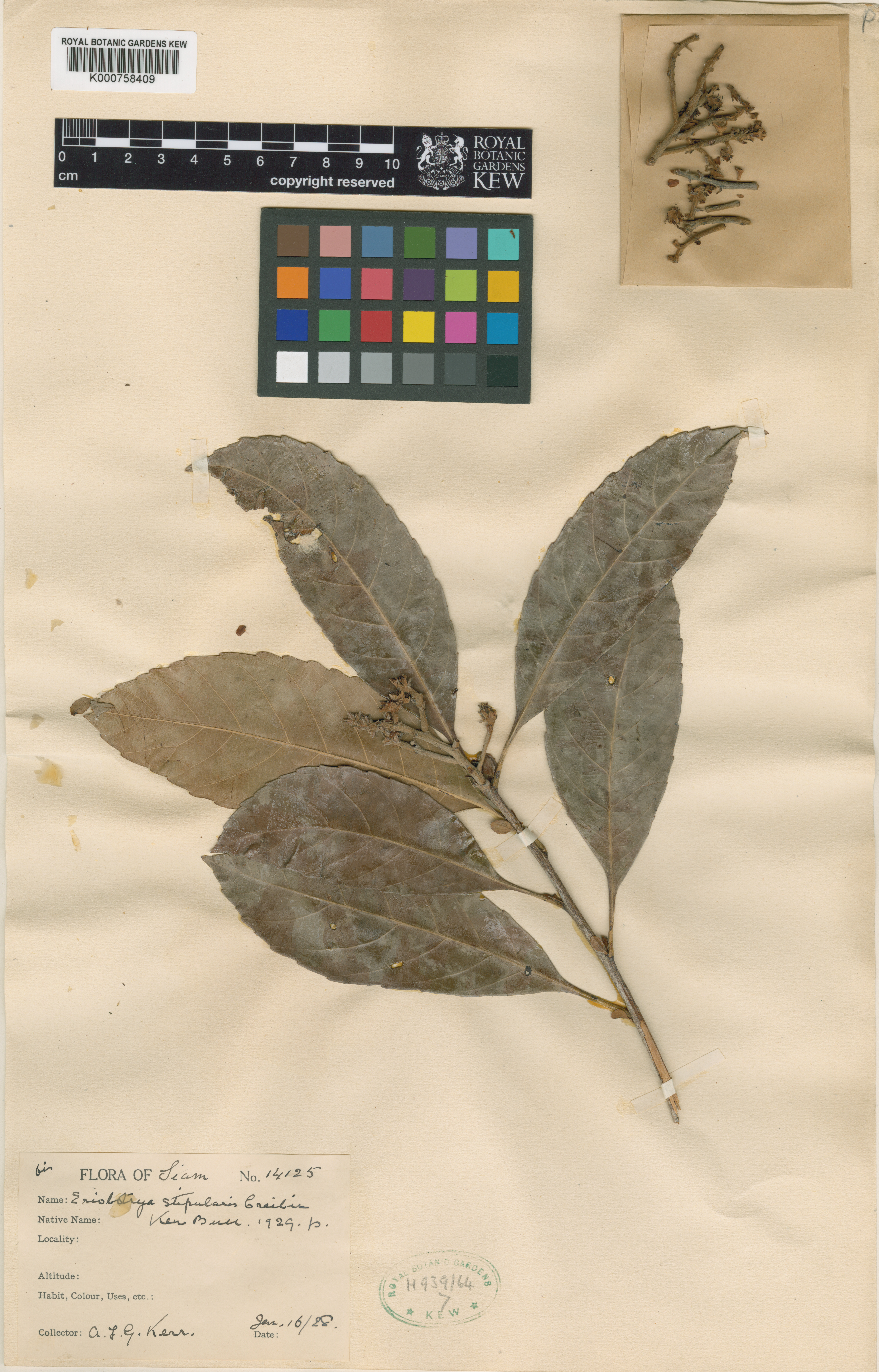 Rhaphiolepis stipularis — ảnh 2