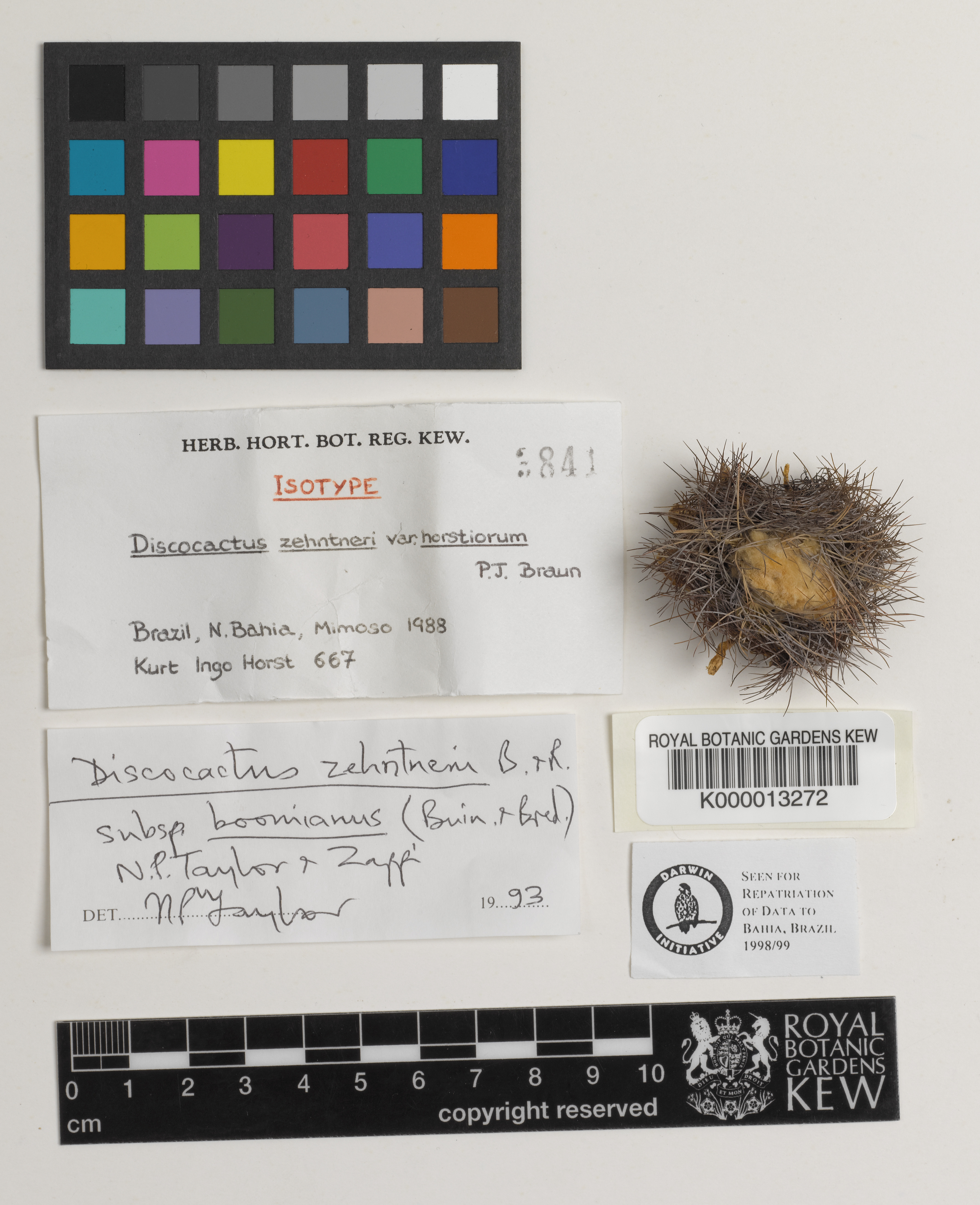 Discocactus zehntneri