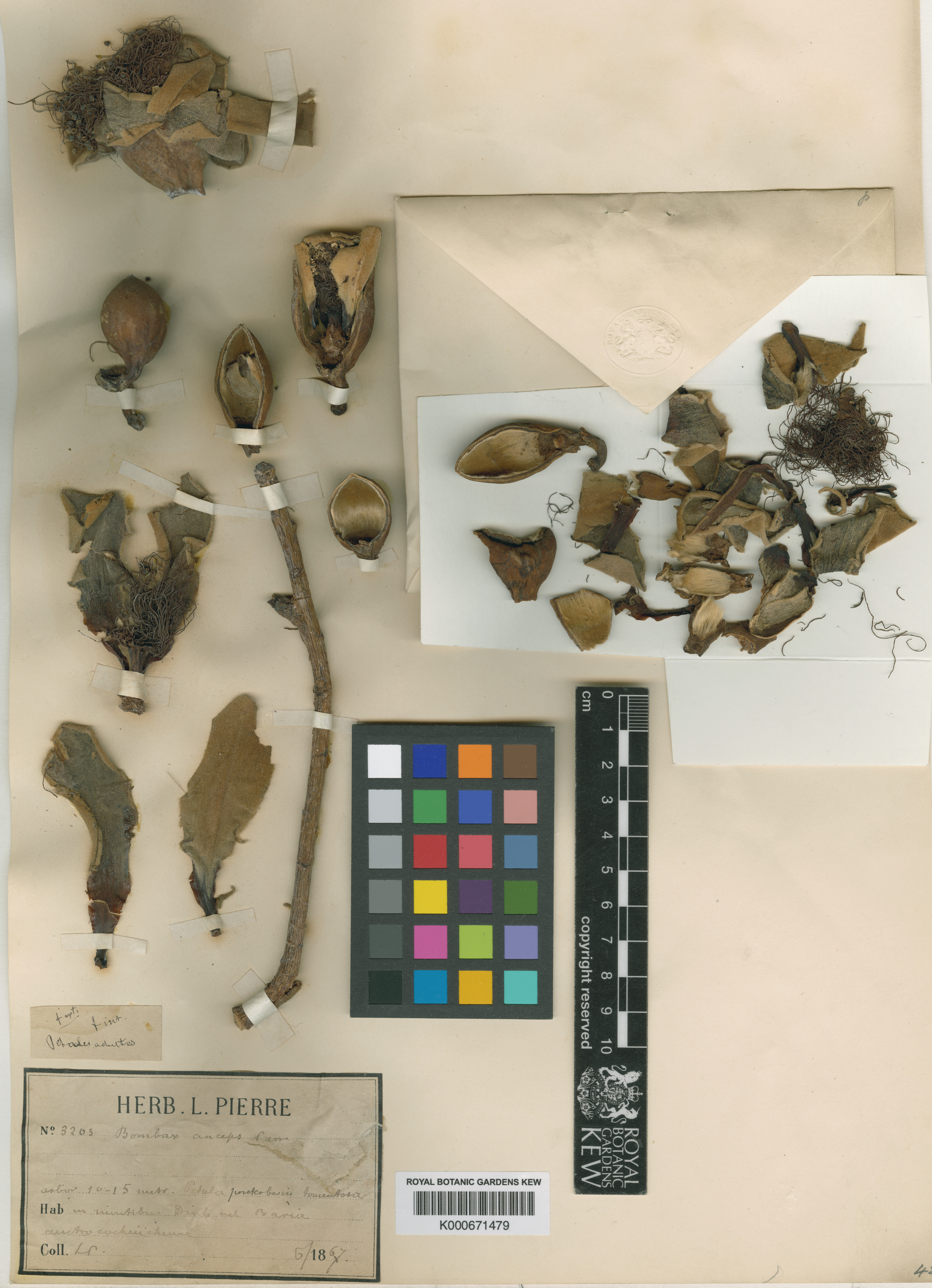 Bombax anceps (Bombax anceps)
