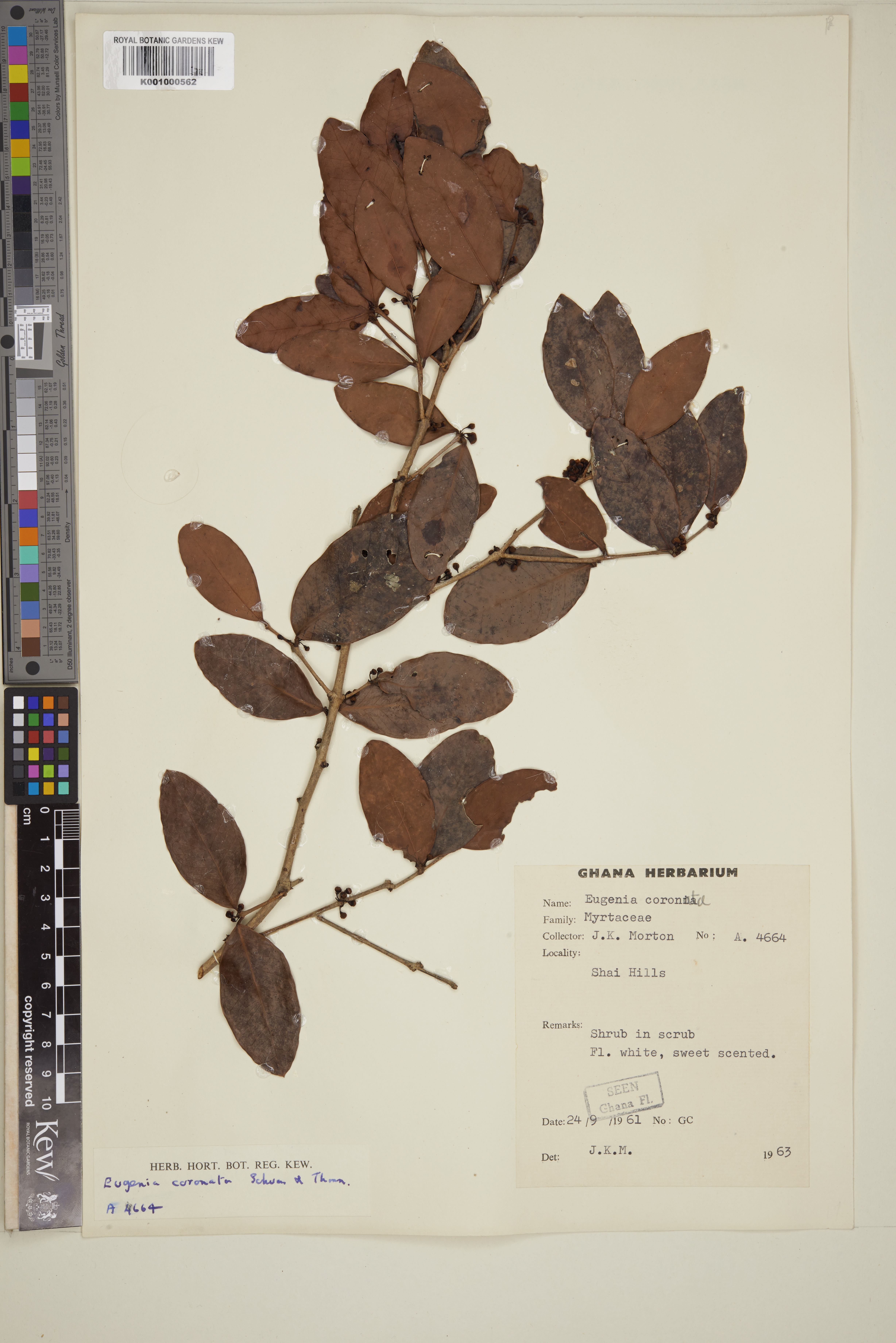Imagem de Eugenia coronata