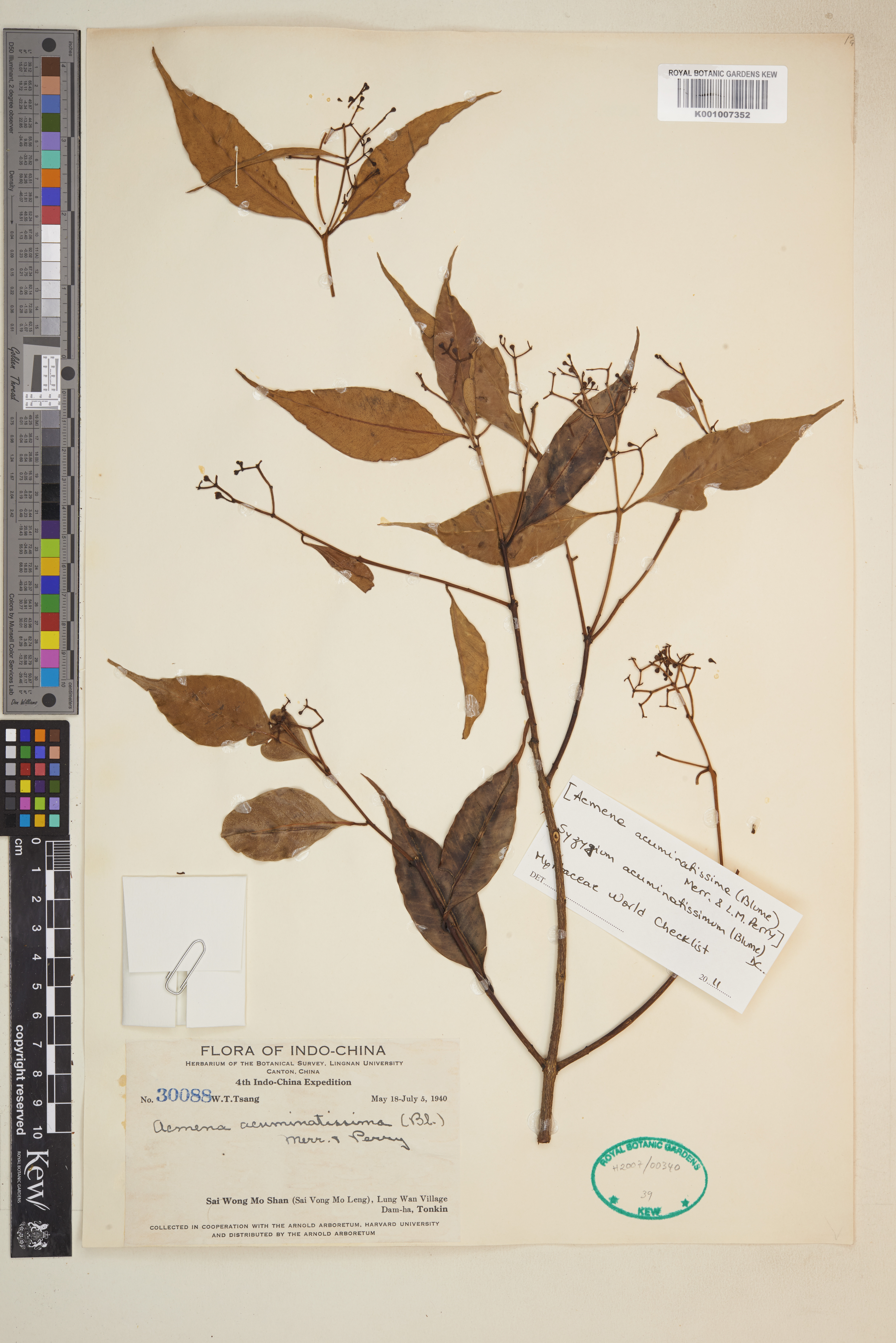 Syzygium acuminatissimum — ảnh 2
