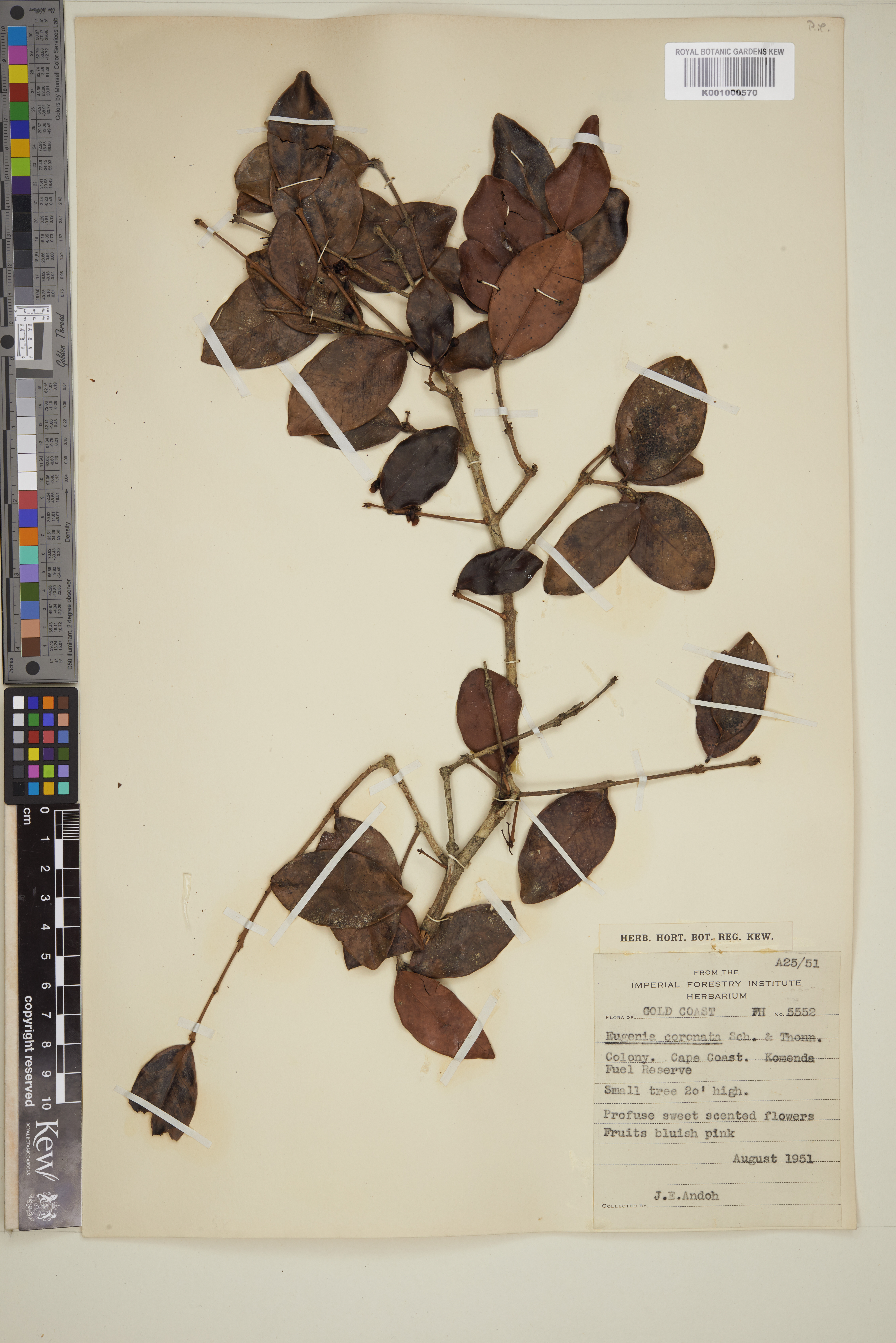 Imagem de Eugenia coronata