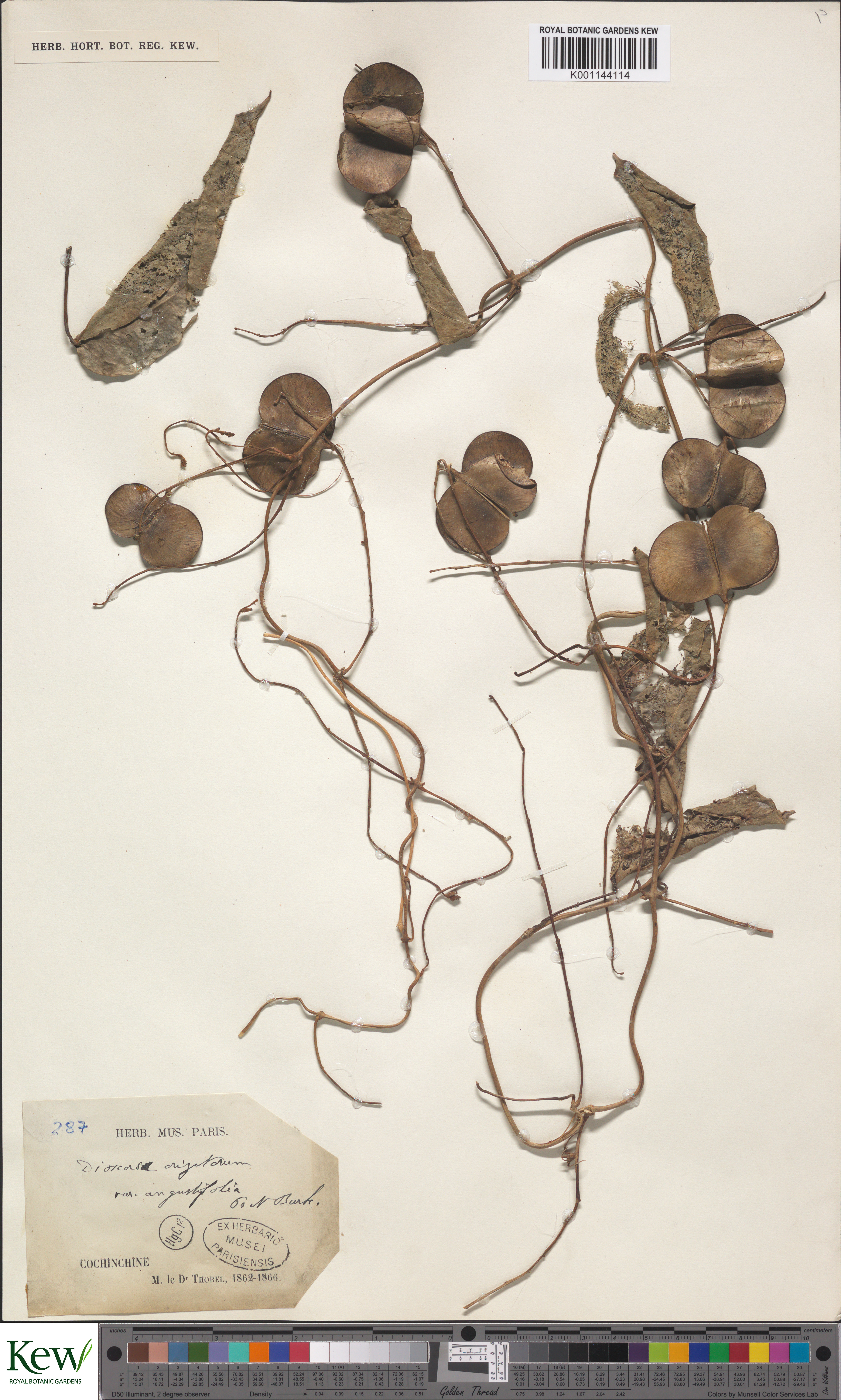 Dioscorea oryzetorum (Dioscorea oryzetorum)