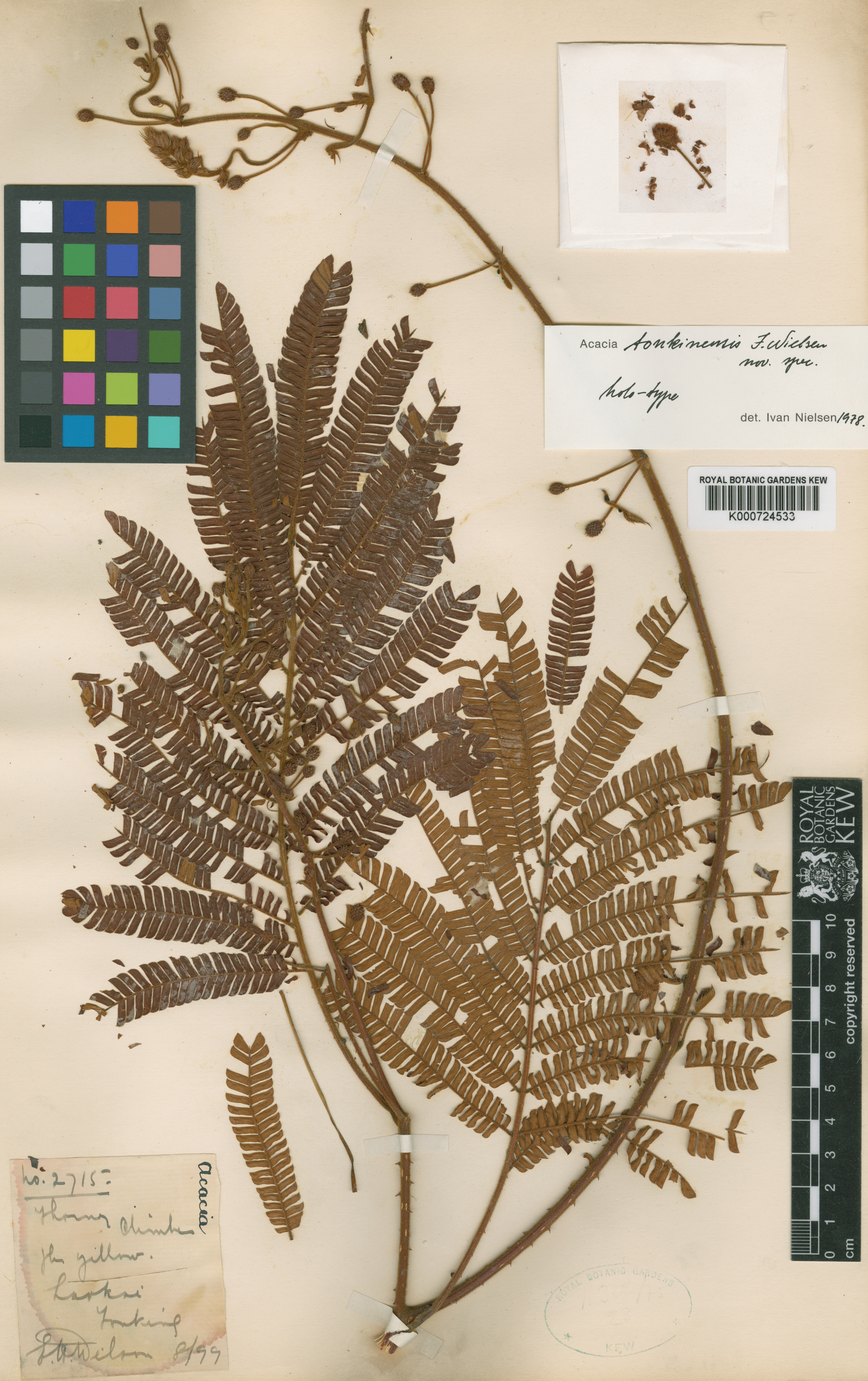 Senegalia tonkinensis — ảnh 2