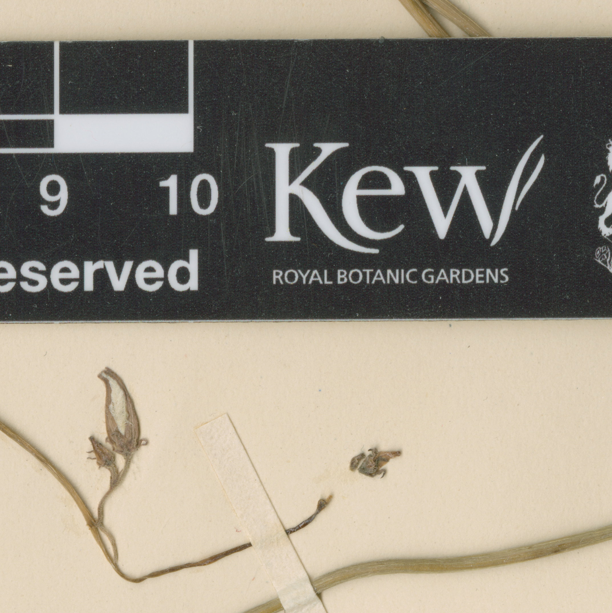 Ceropegia volubicaulis