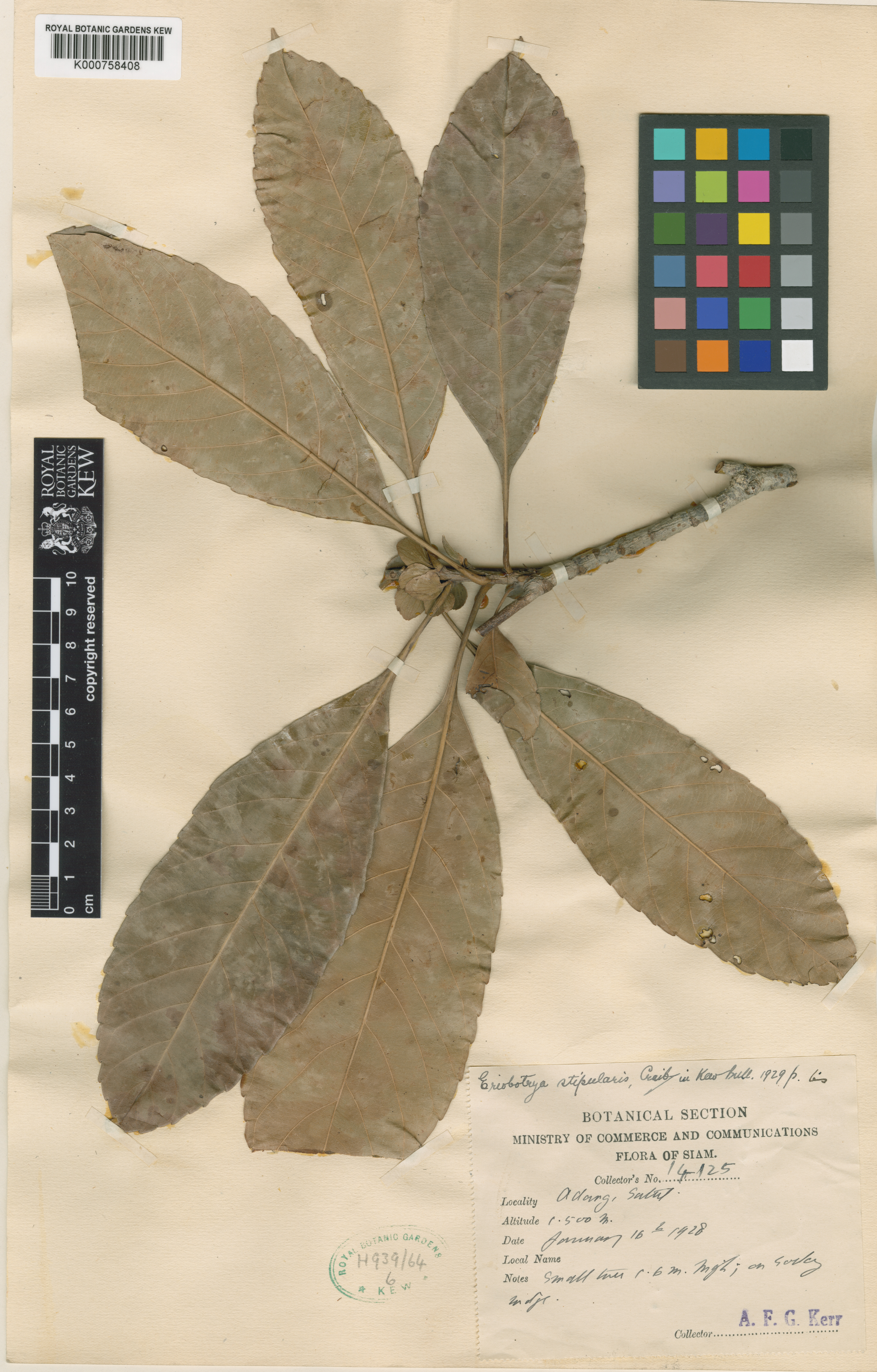 Rhaphiolepis stipularis (Rhaphiolepis stipularis)