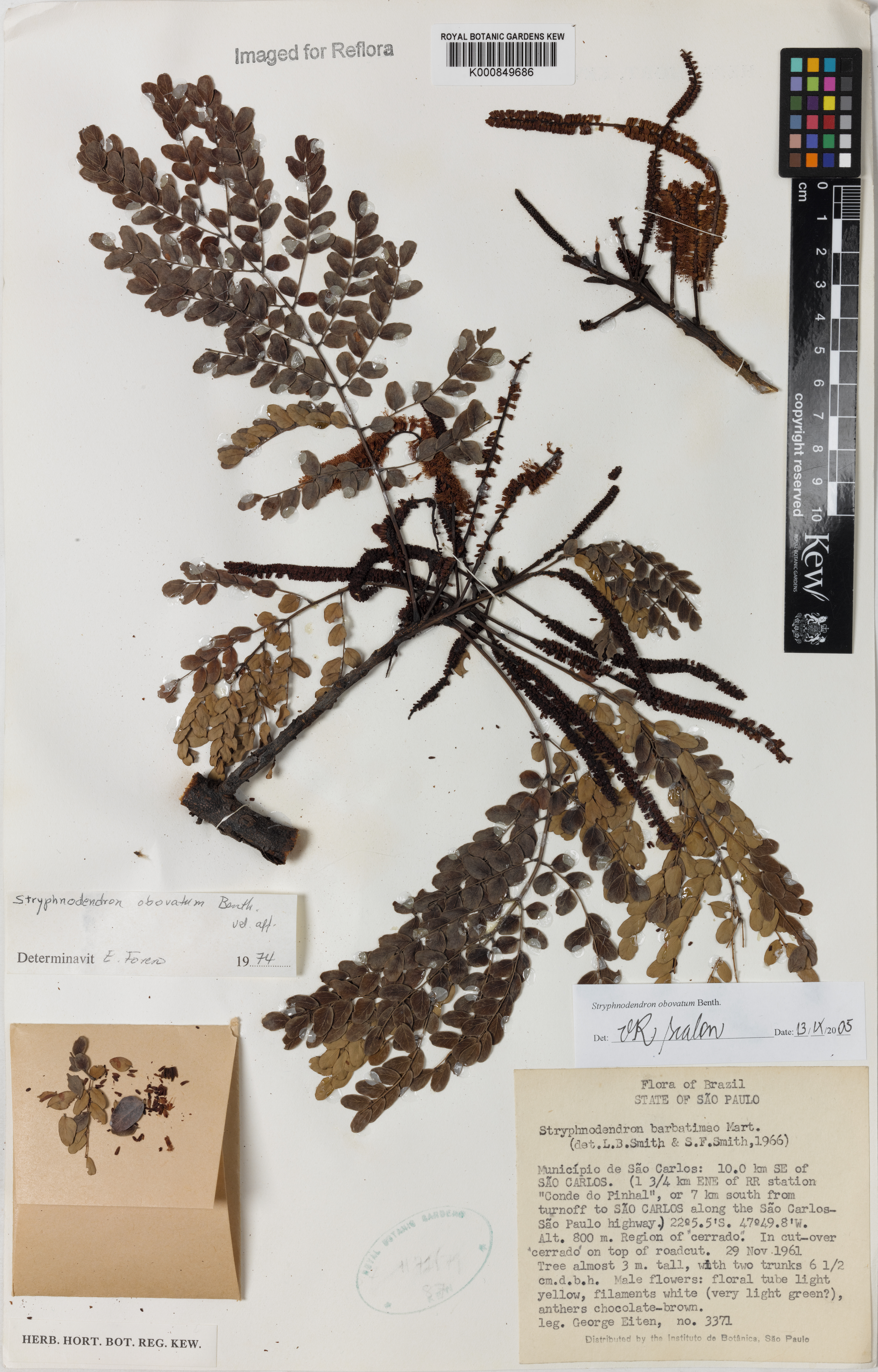 Stryphnodendron obovatum