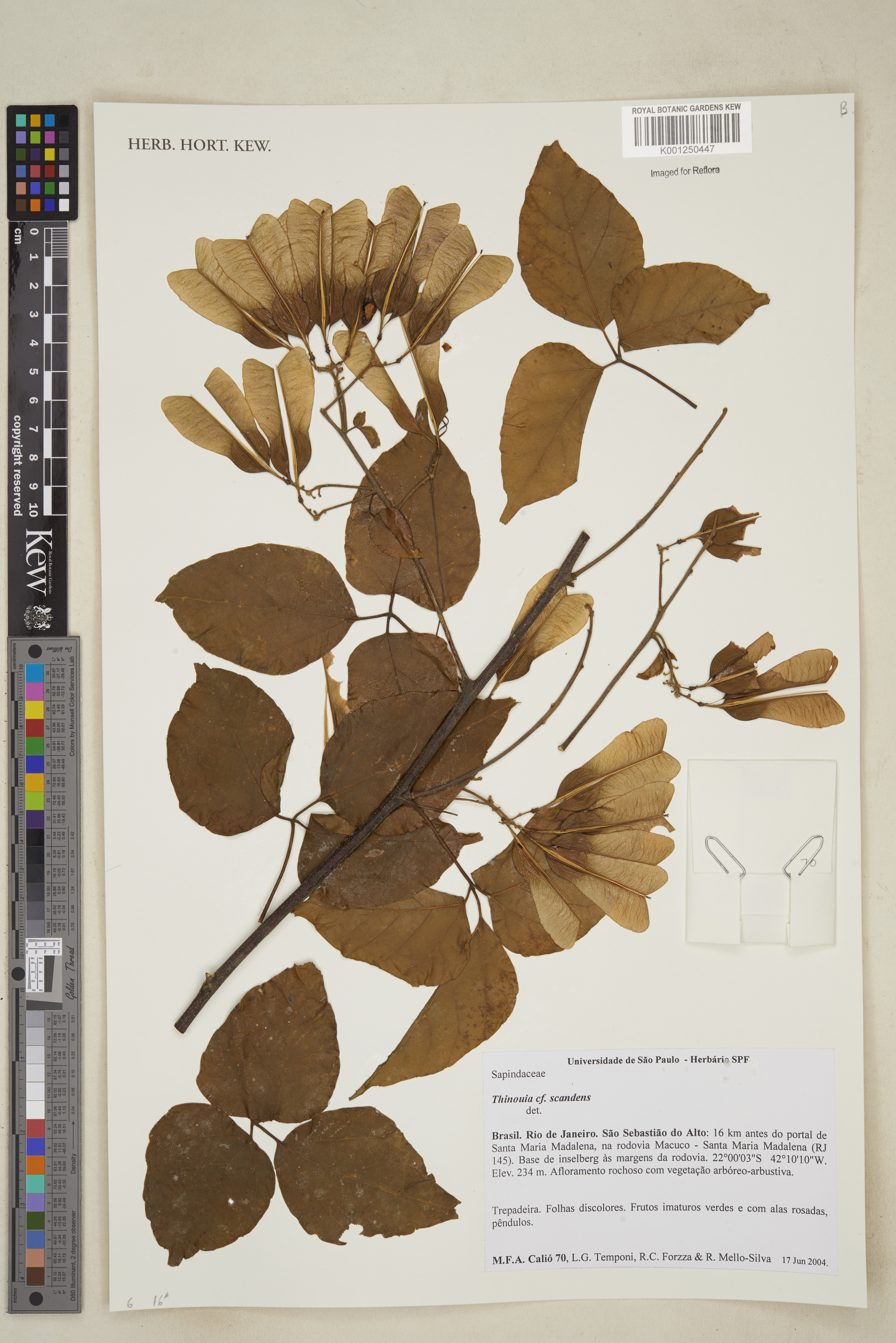 Thinouia scandens