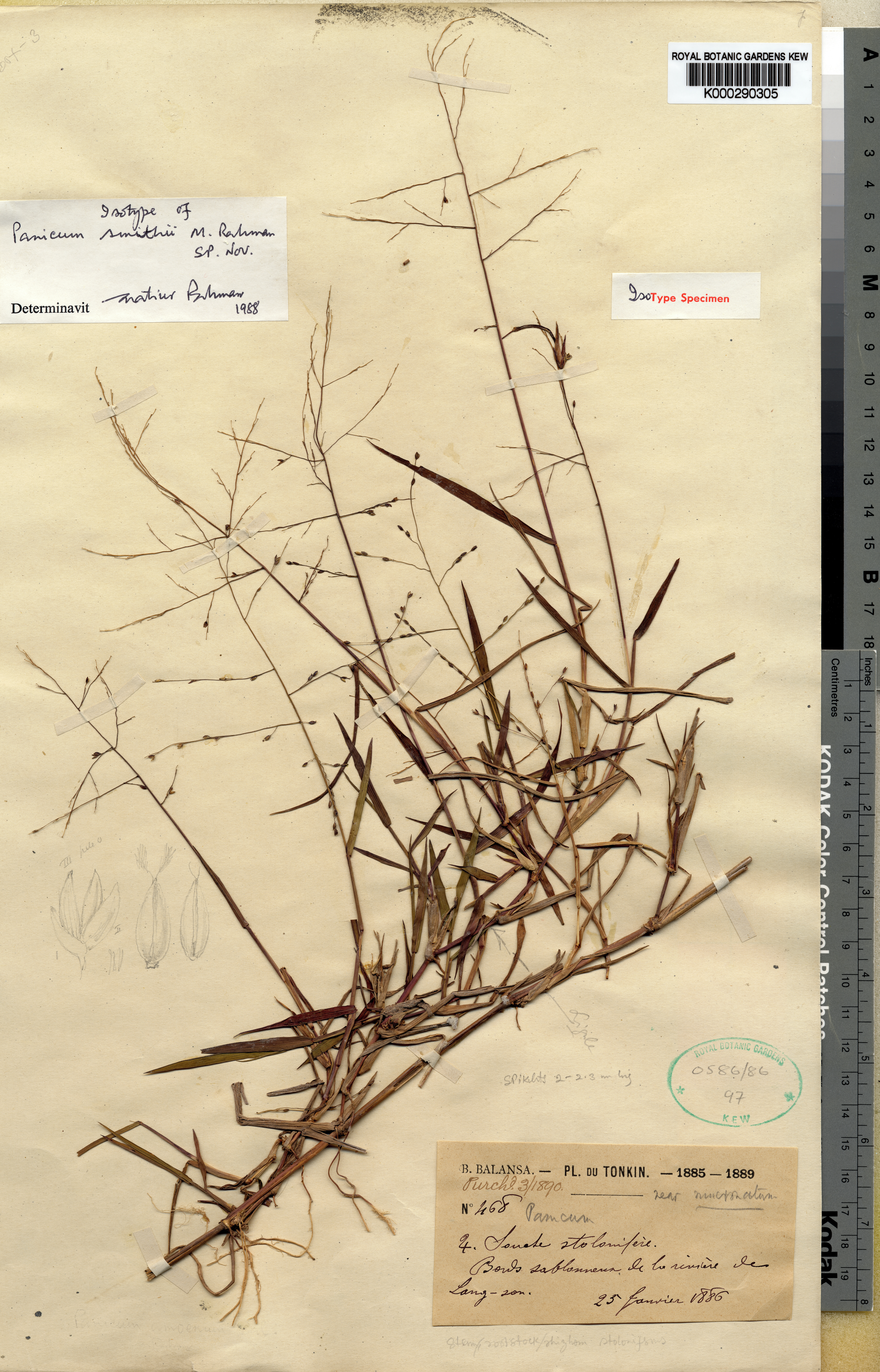 Panicum smithii — ảnh 3