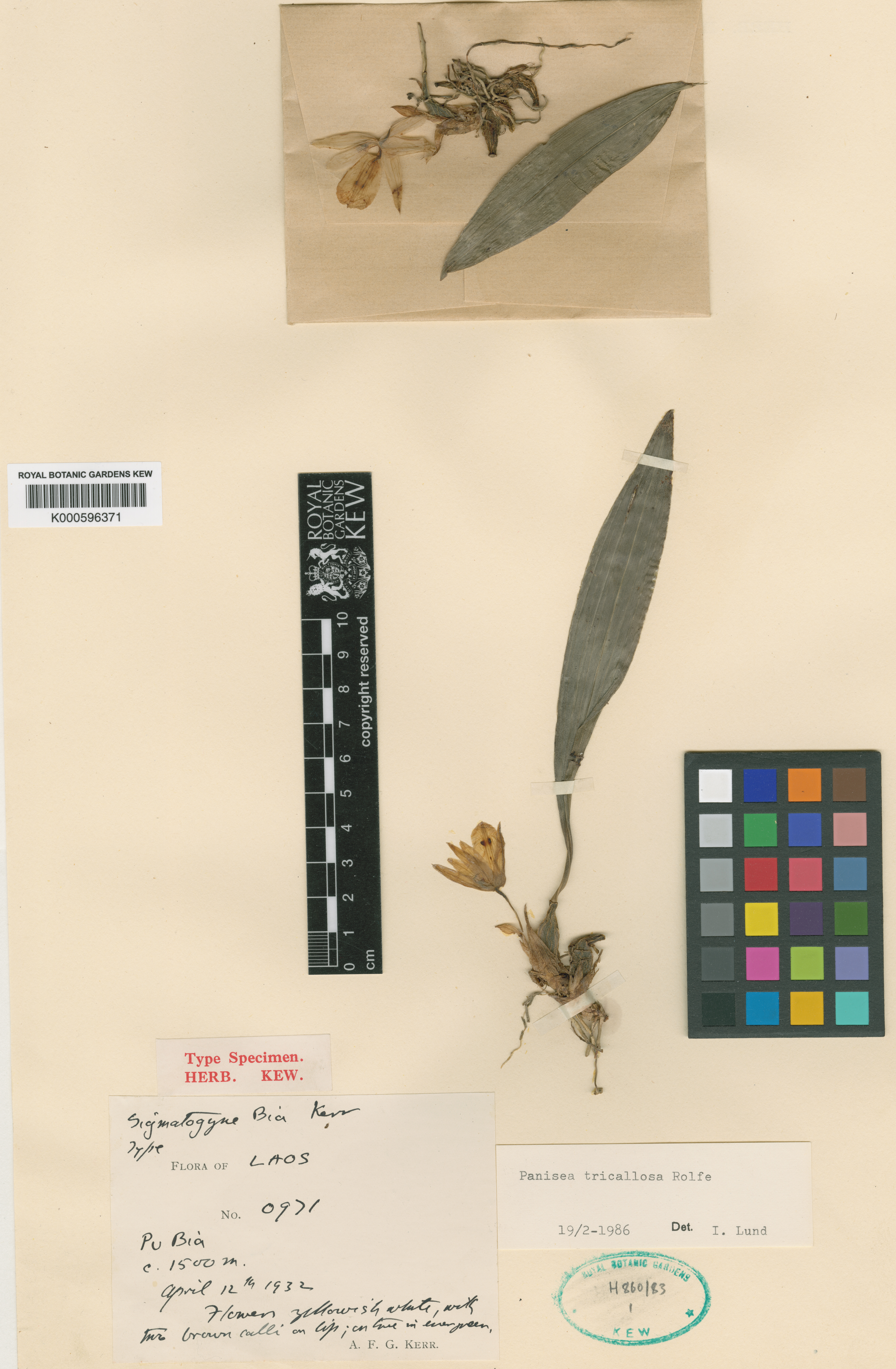 Khúc thần ba chai – Coelogyne tricallosa
