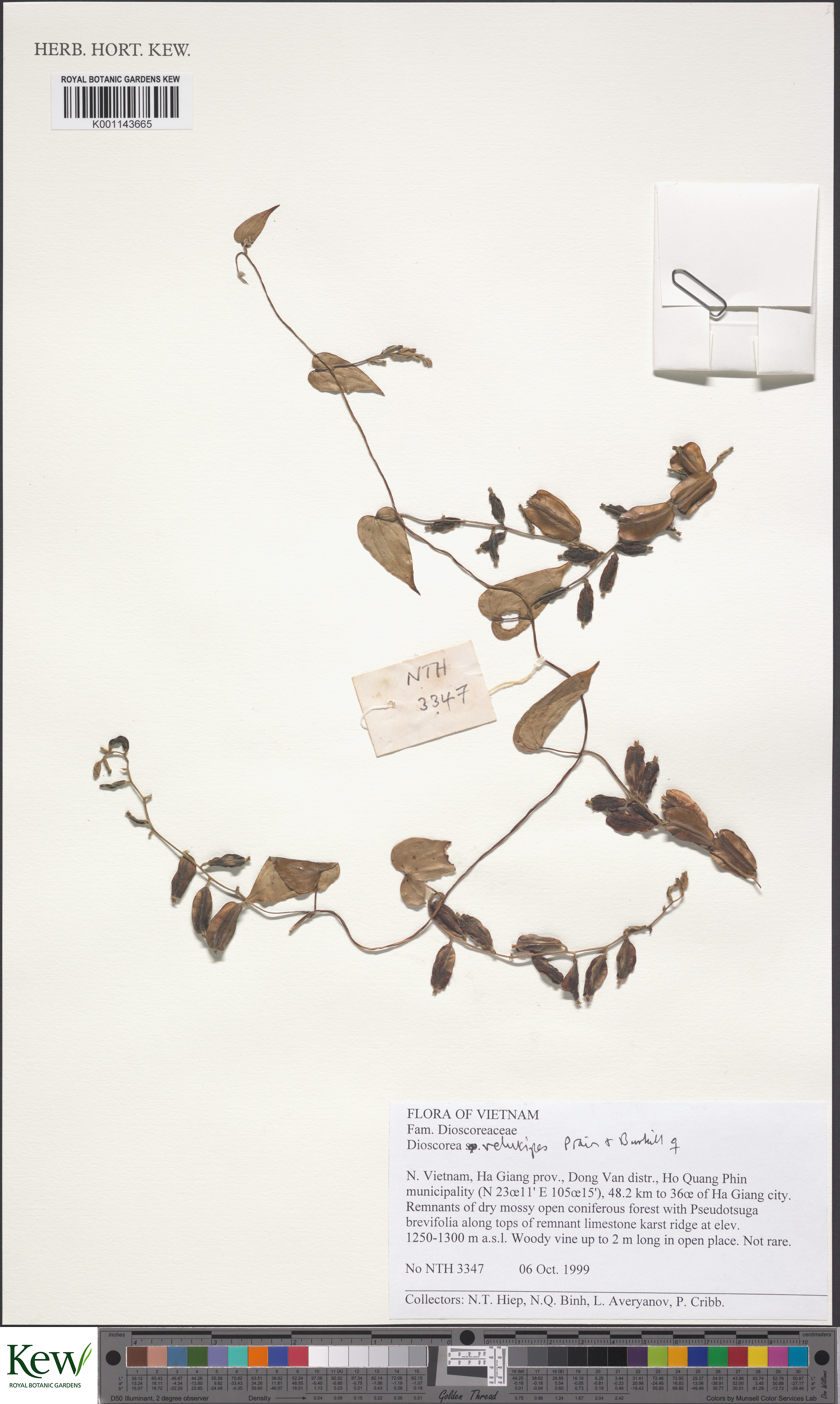 Dioscorea velutipes (Dioscorea velutipes)