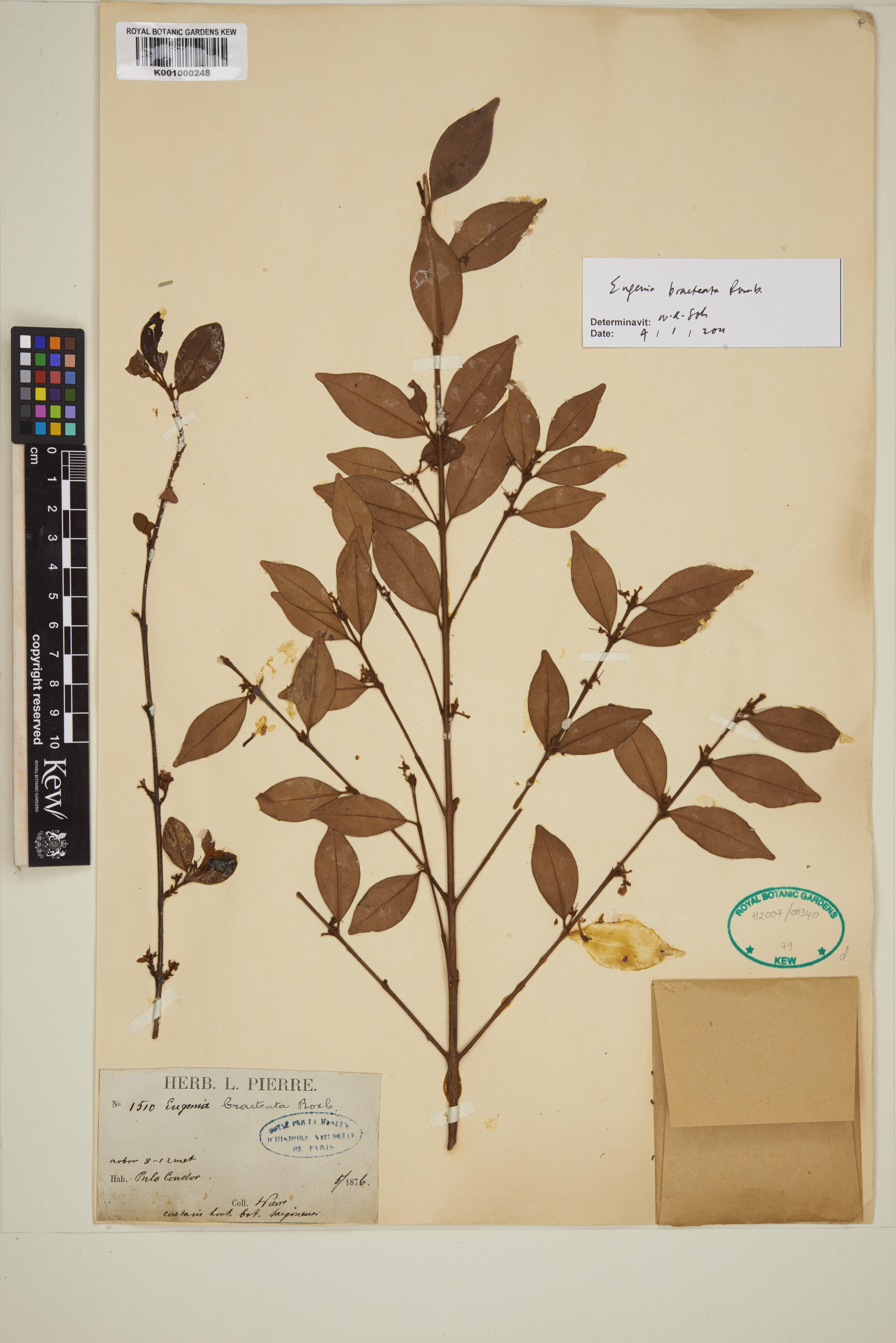 Myrcia bracteata (Myrcia bracteata)