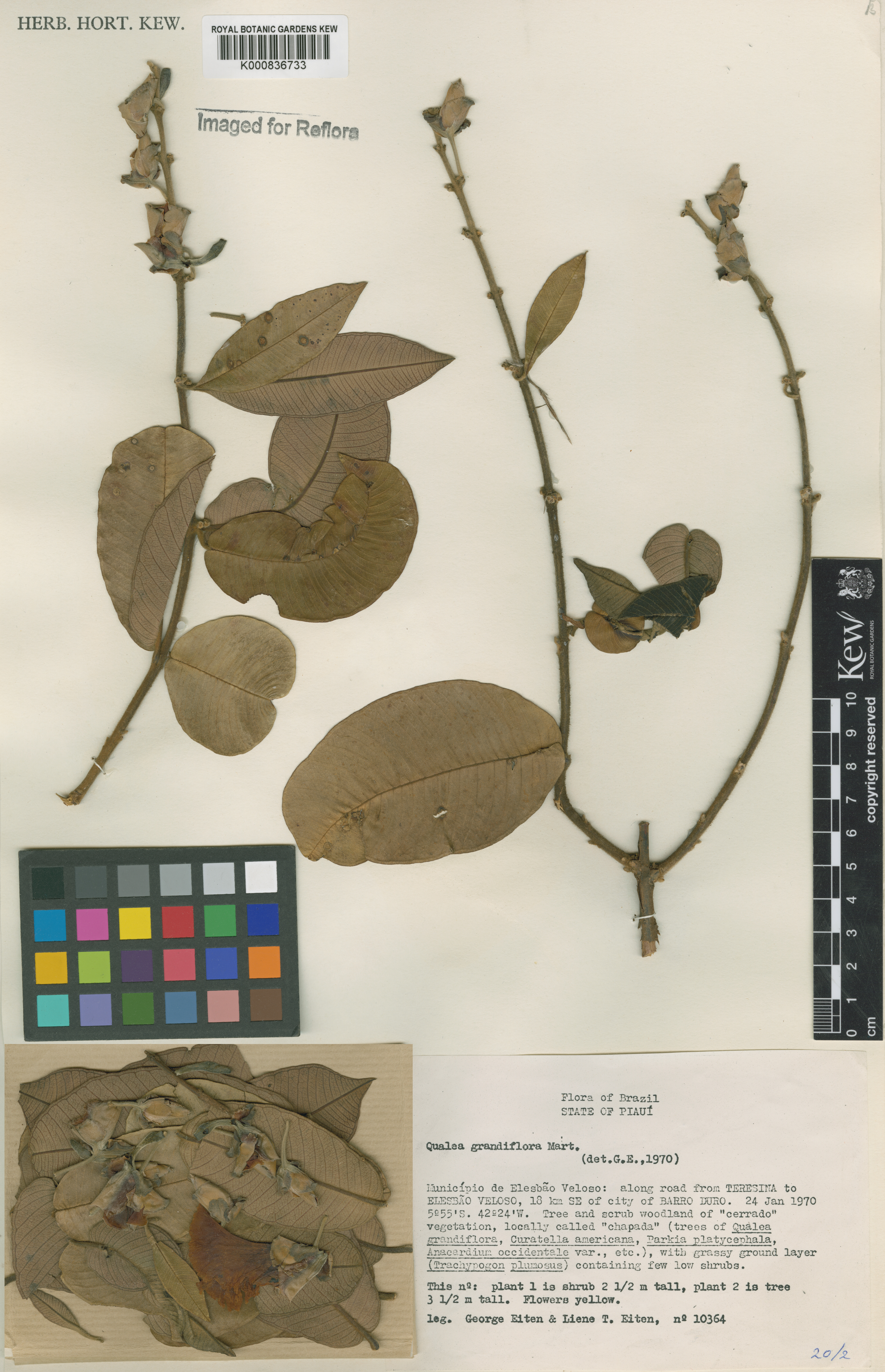 Qualea grandiflora
