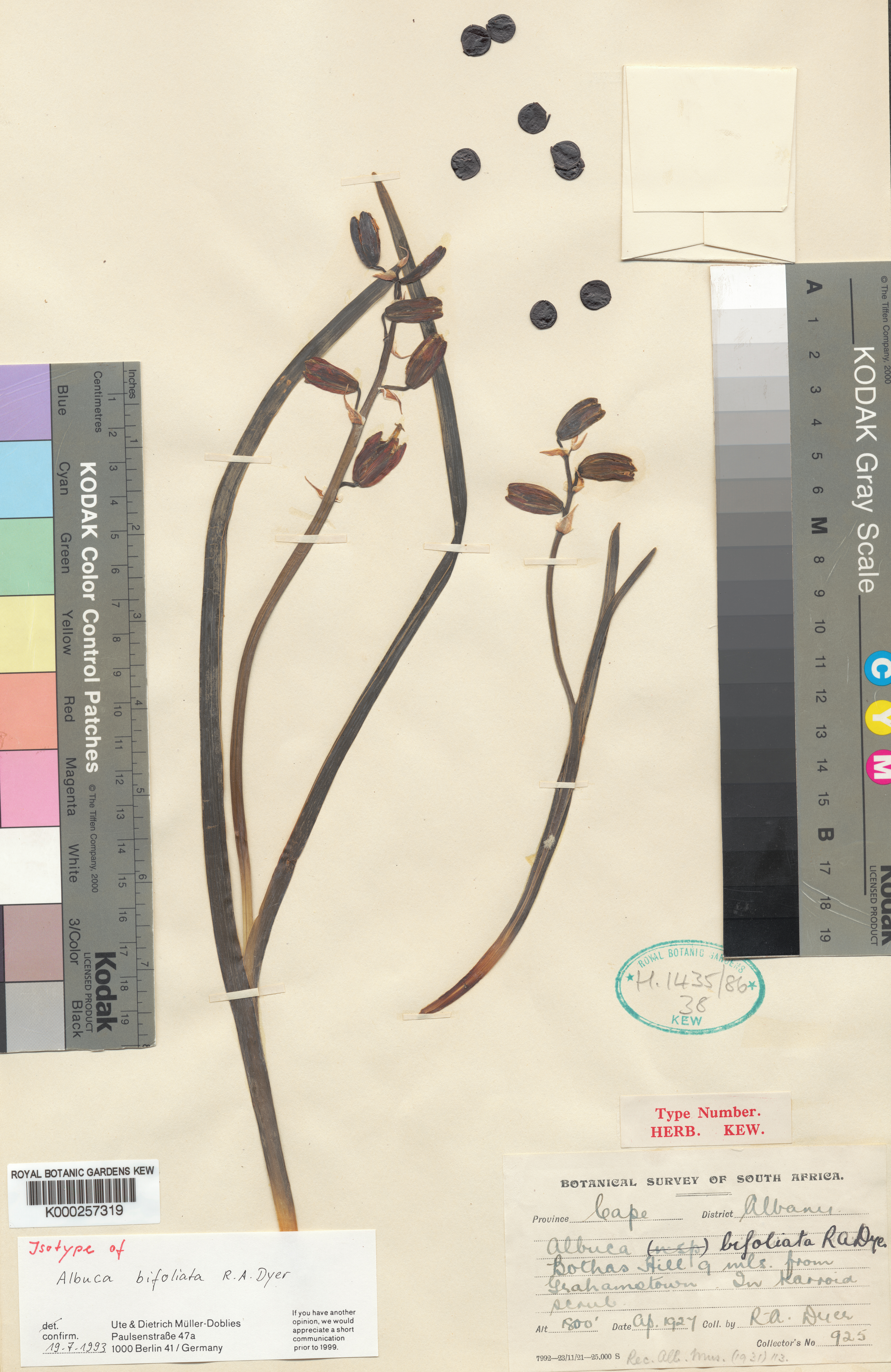 Albuca bifoliata