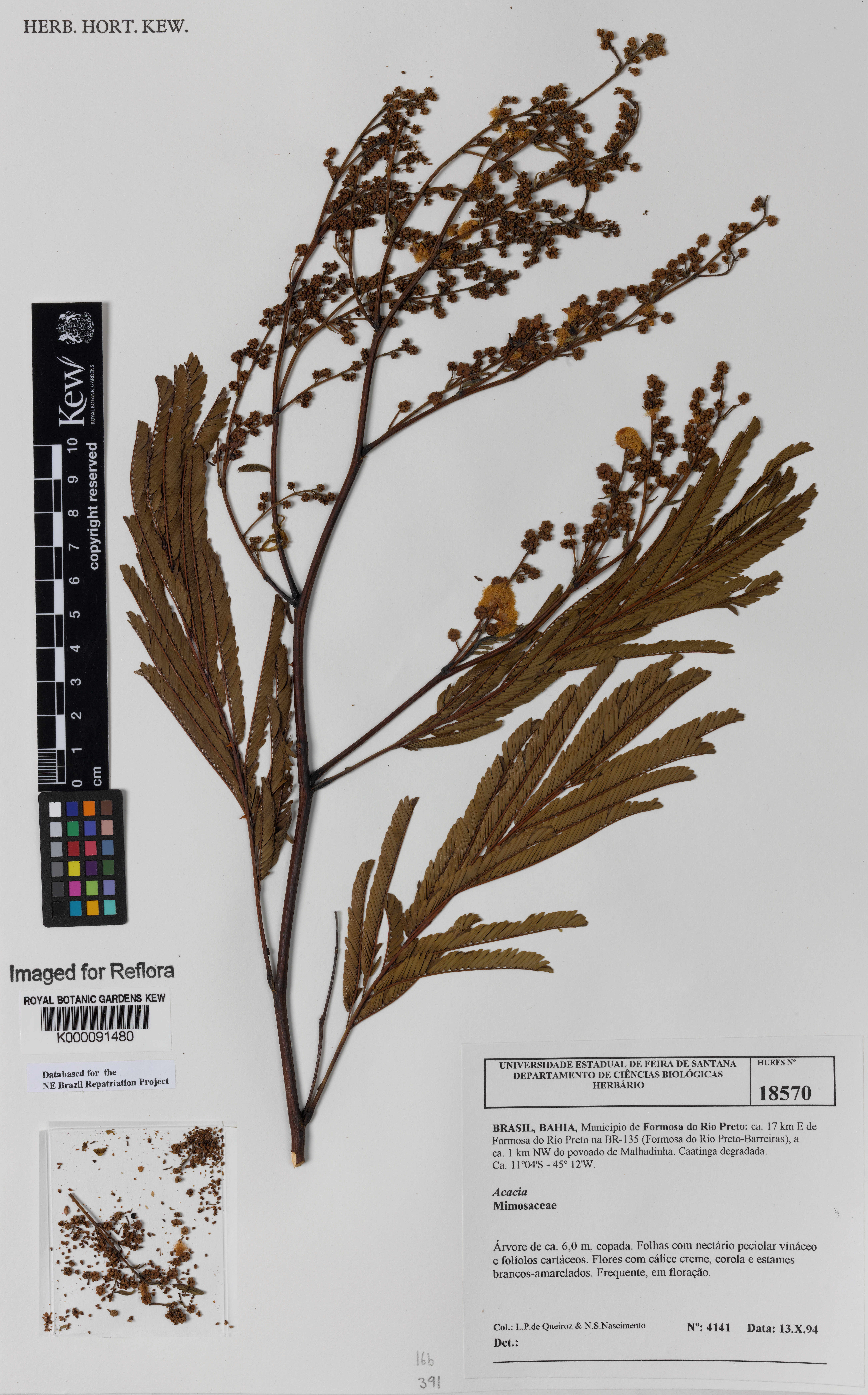 Acacia polyphylla