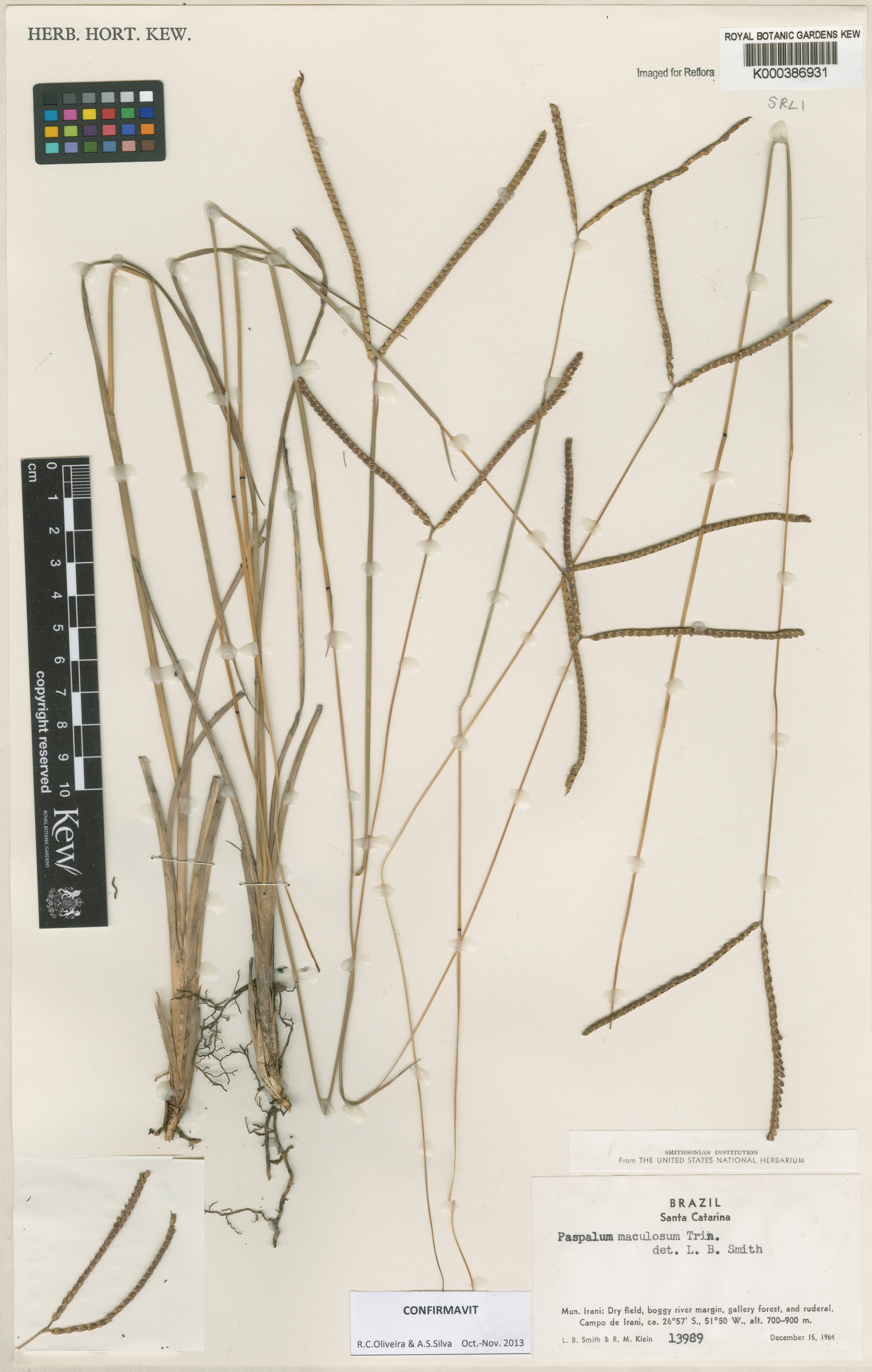 Paspalum maculosum