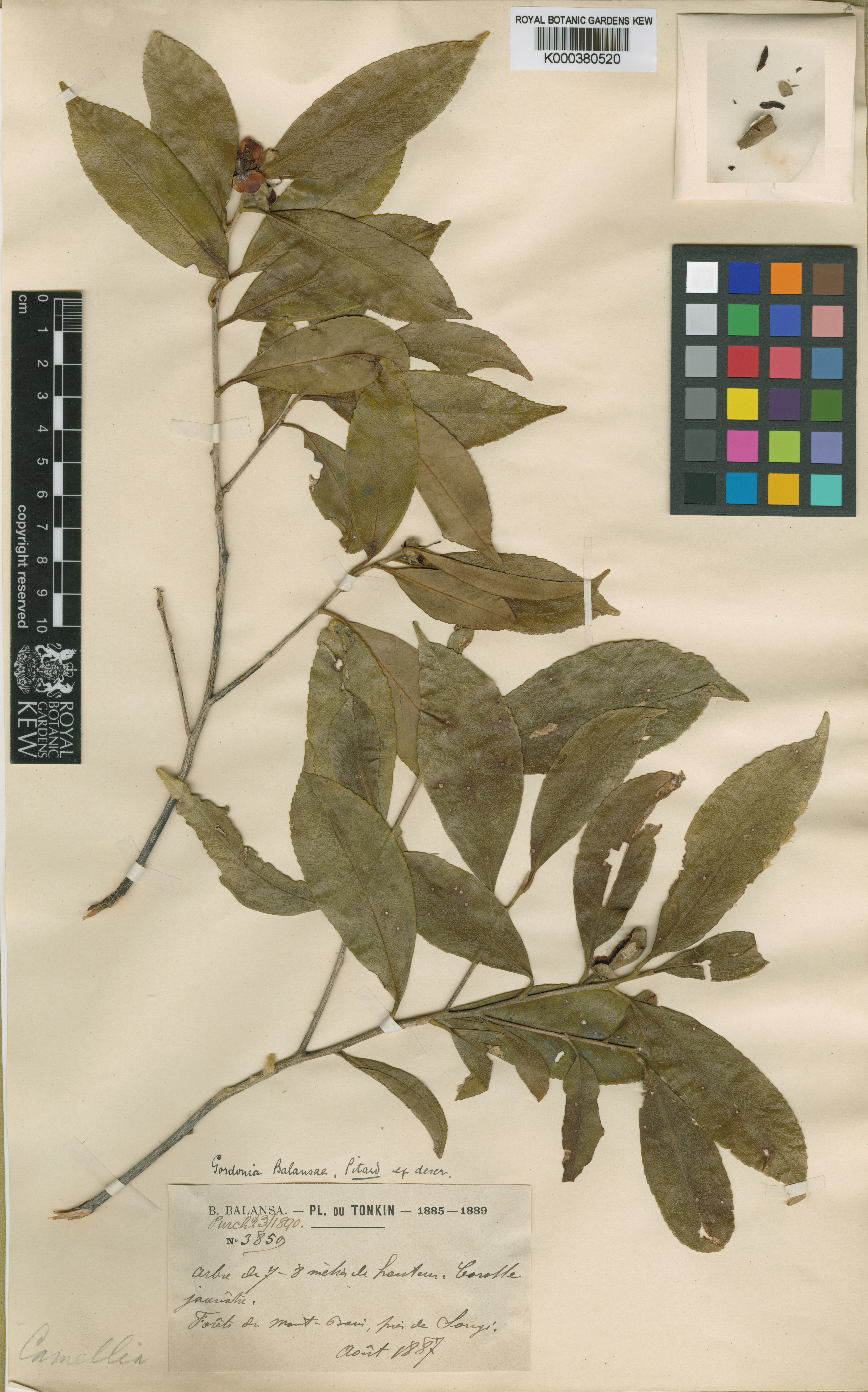 Polyspora balansae — ảnh 3
