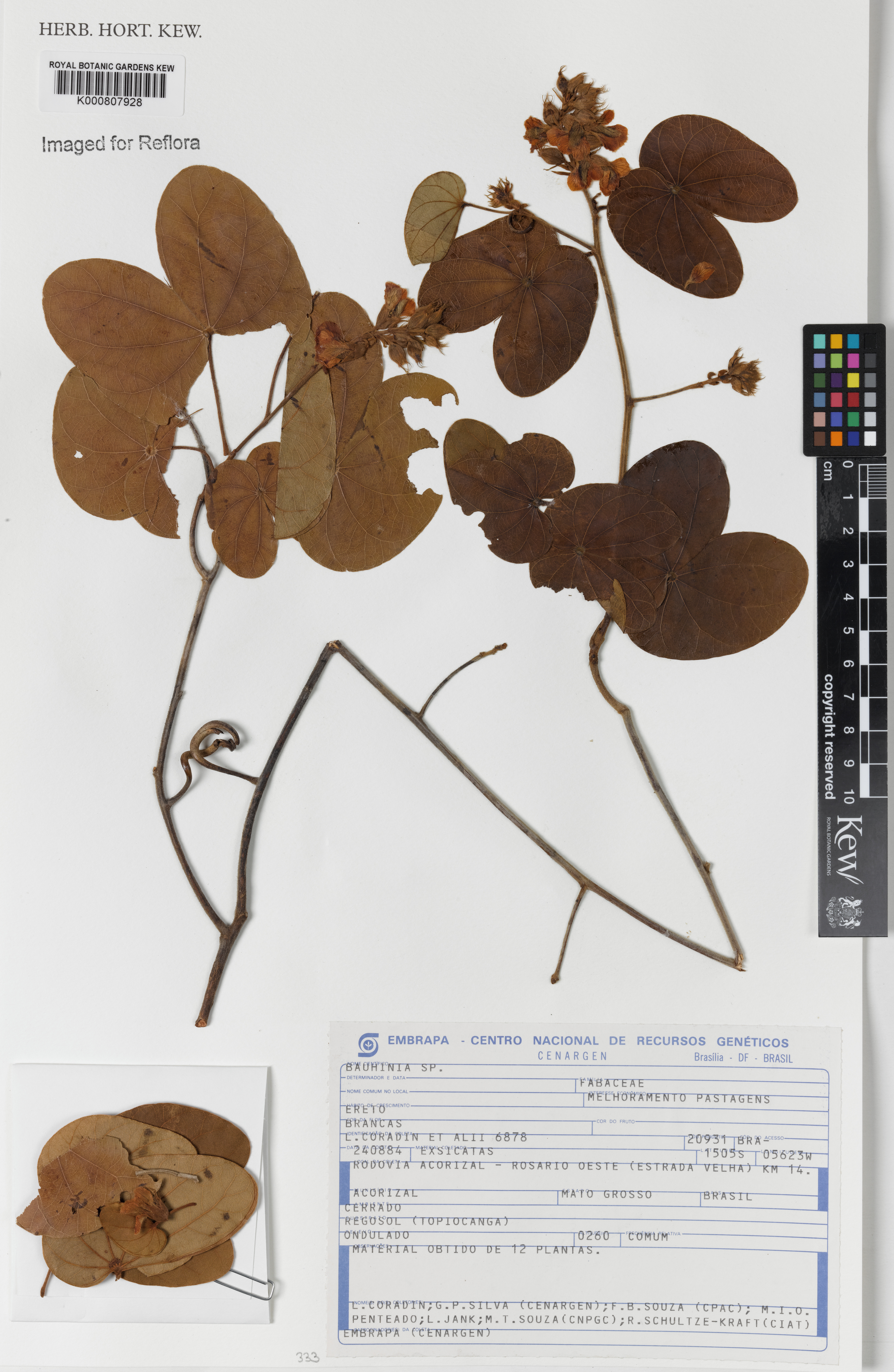 Schnella anamesa