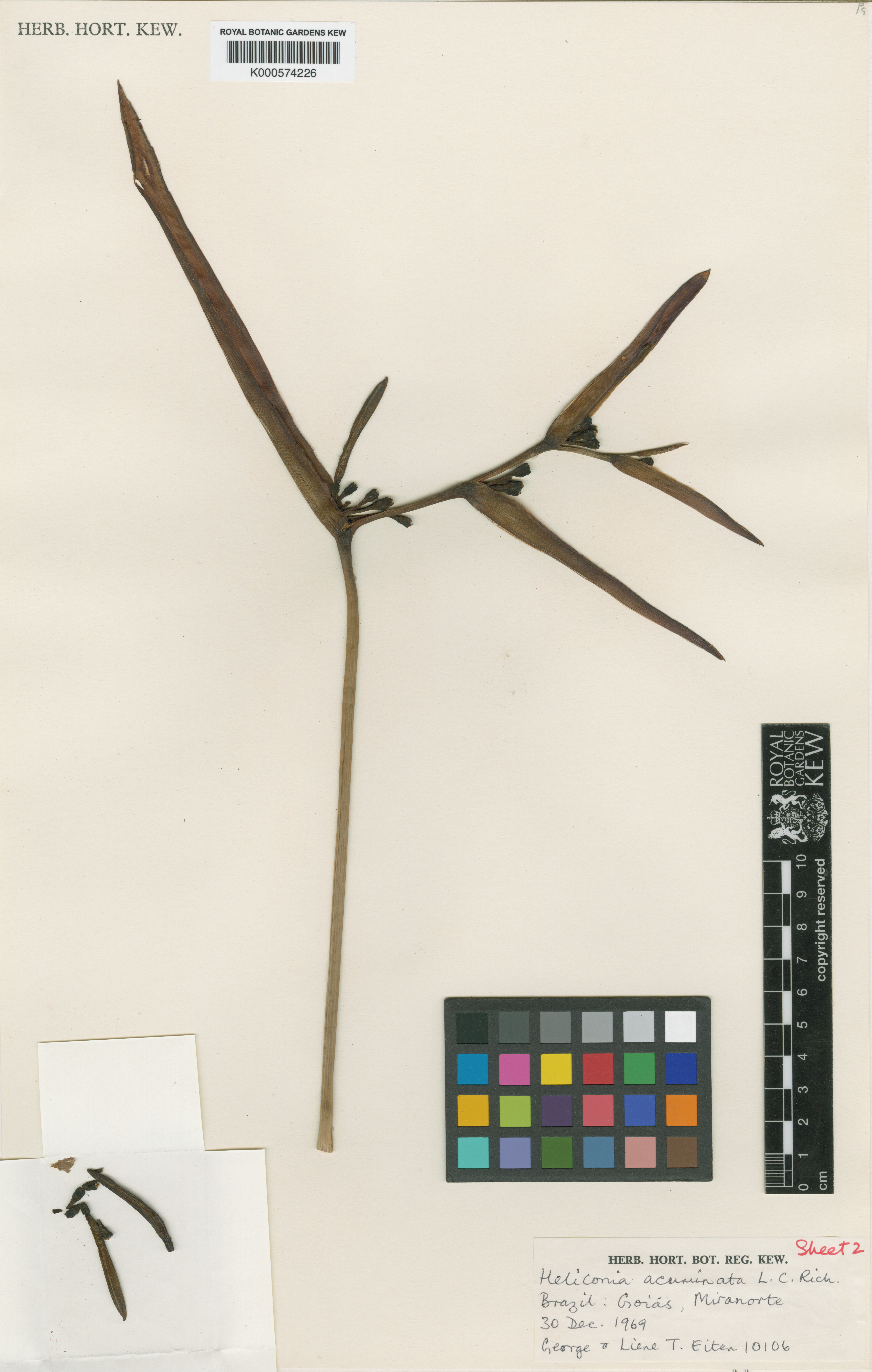 Heliconia psittacorum