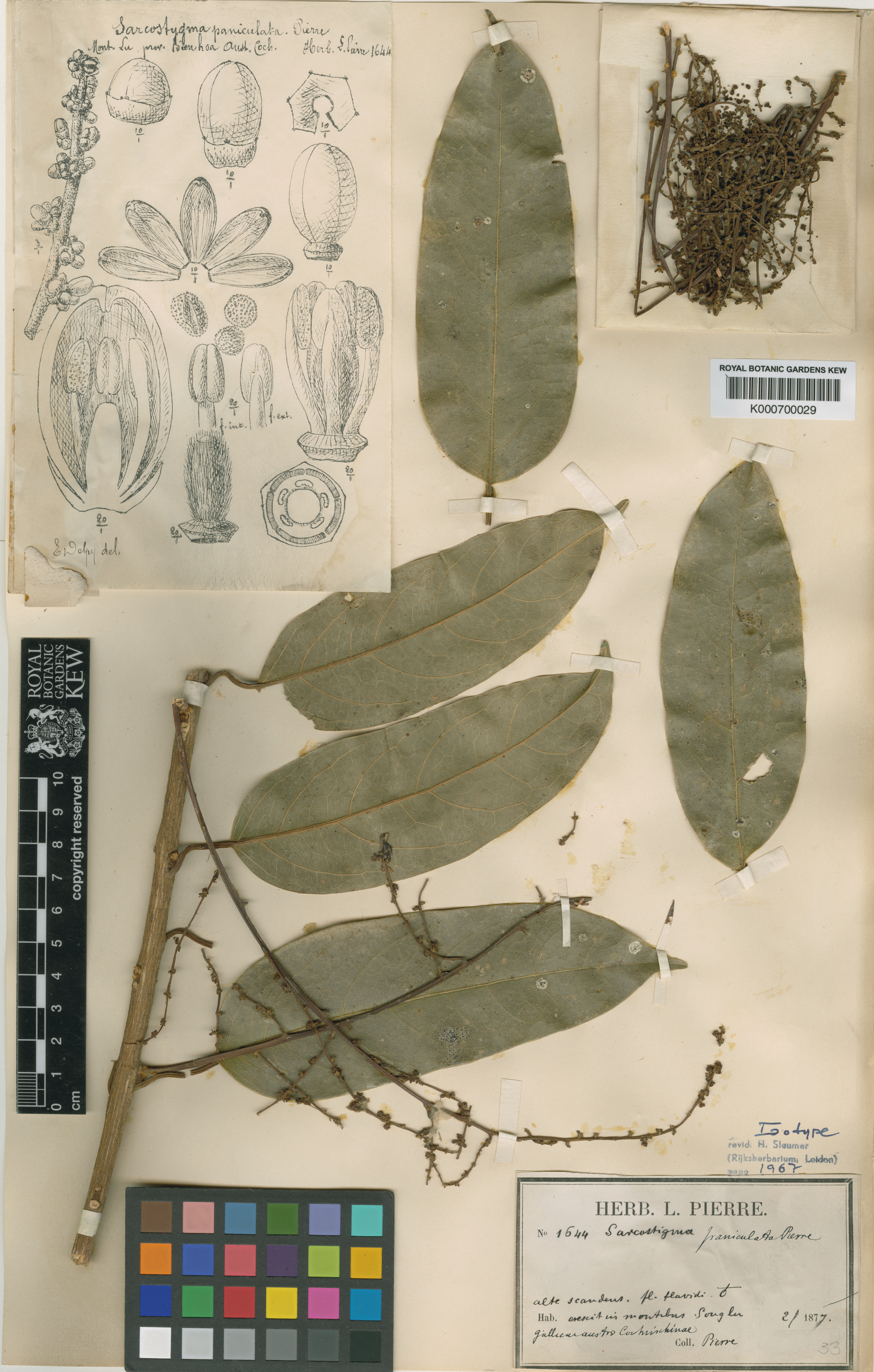 Sarcostigma paniculata — ảnh 3