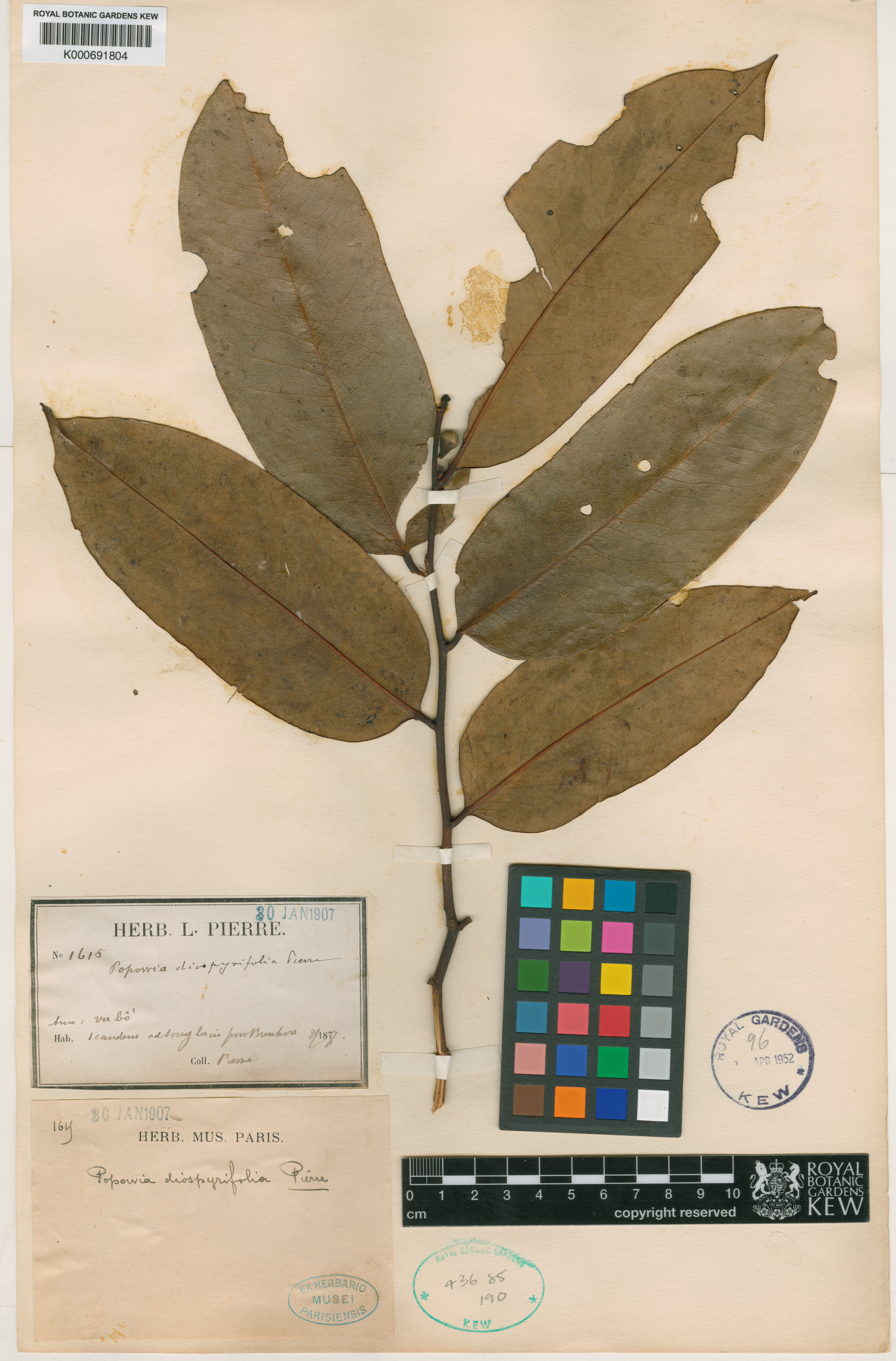 Sphaerocoryne affinis — ảnh 3