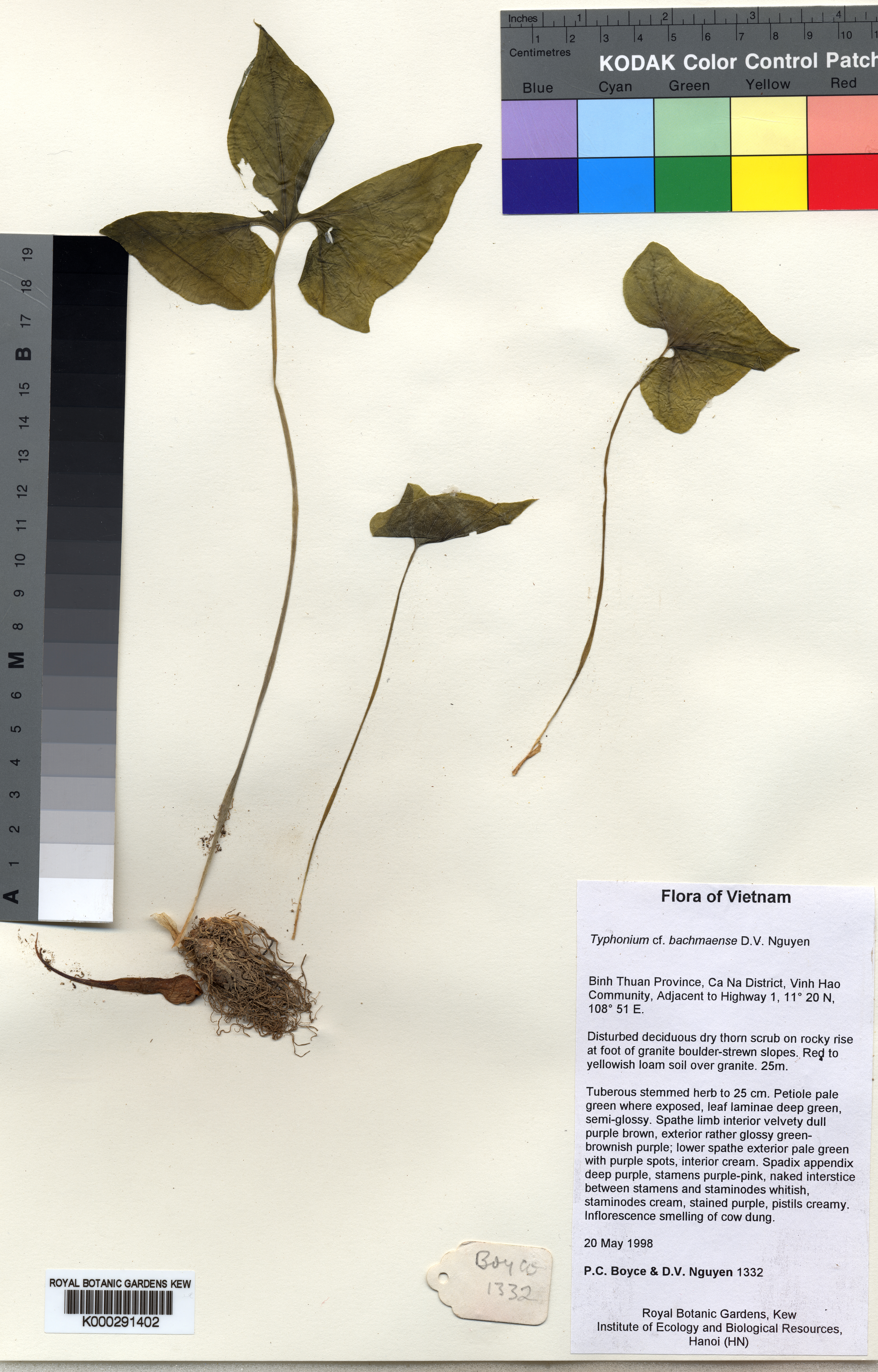 Typhonium penicillatum (Typhonium penicillatum)