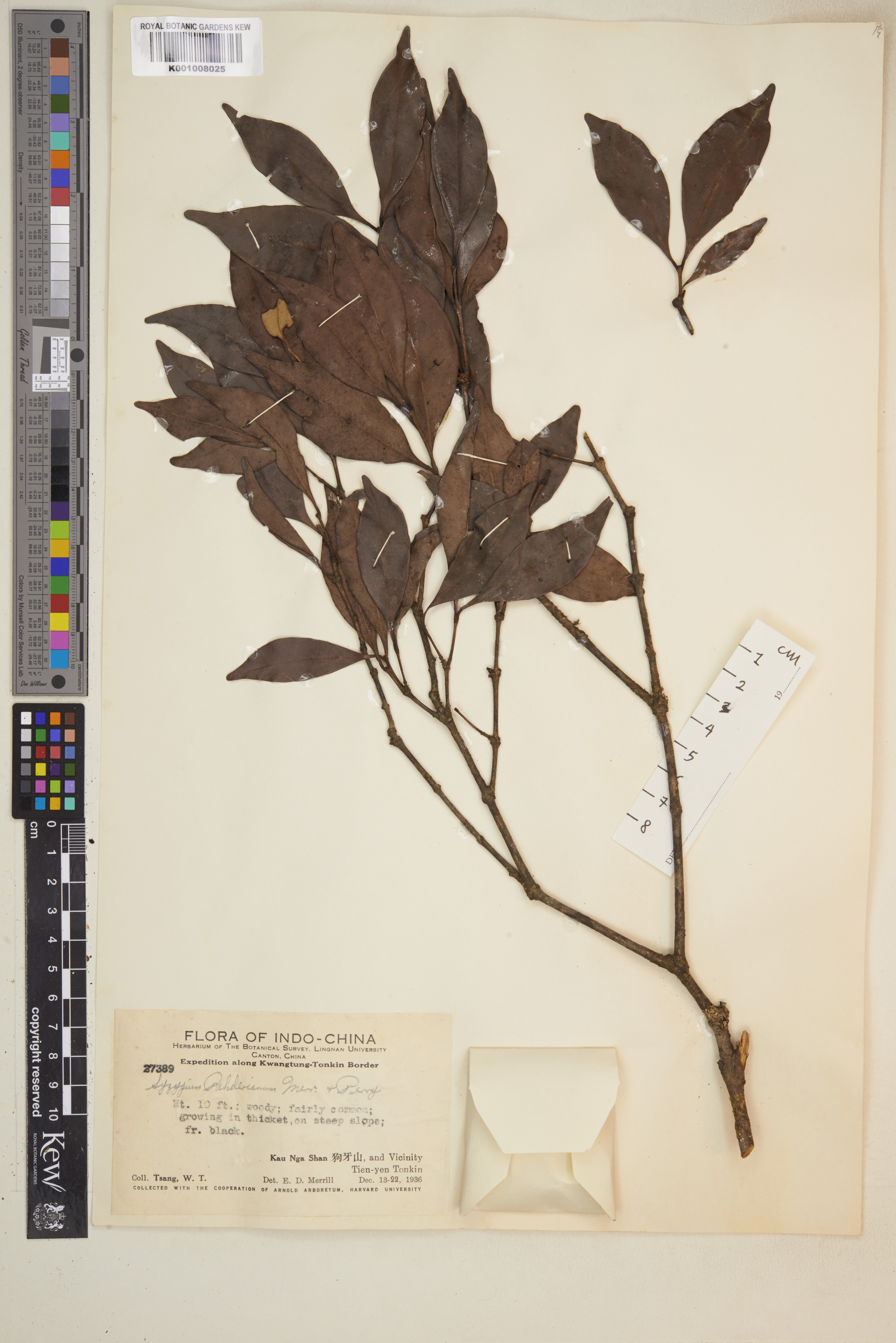 Syzygium rehderianum (Syzygium rehderianum)