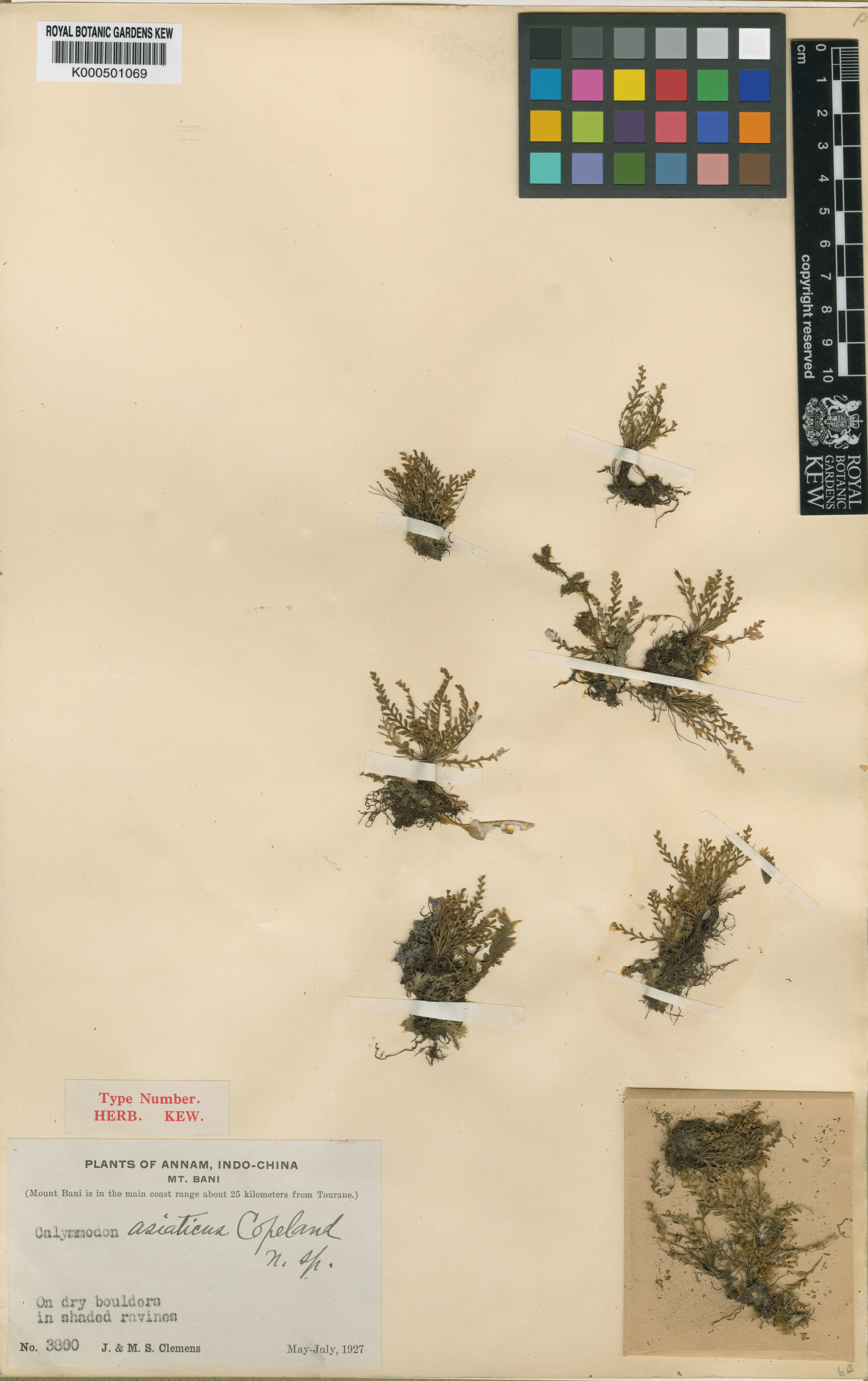 Calymmodon asiaticus — ảnh 3