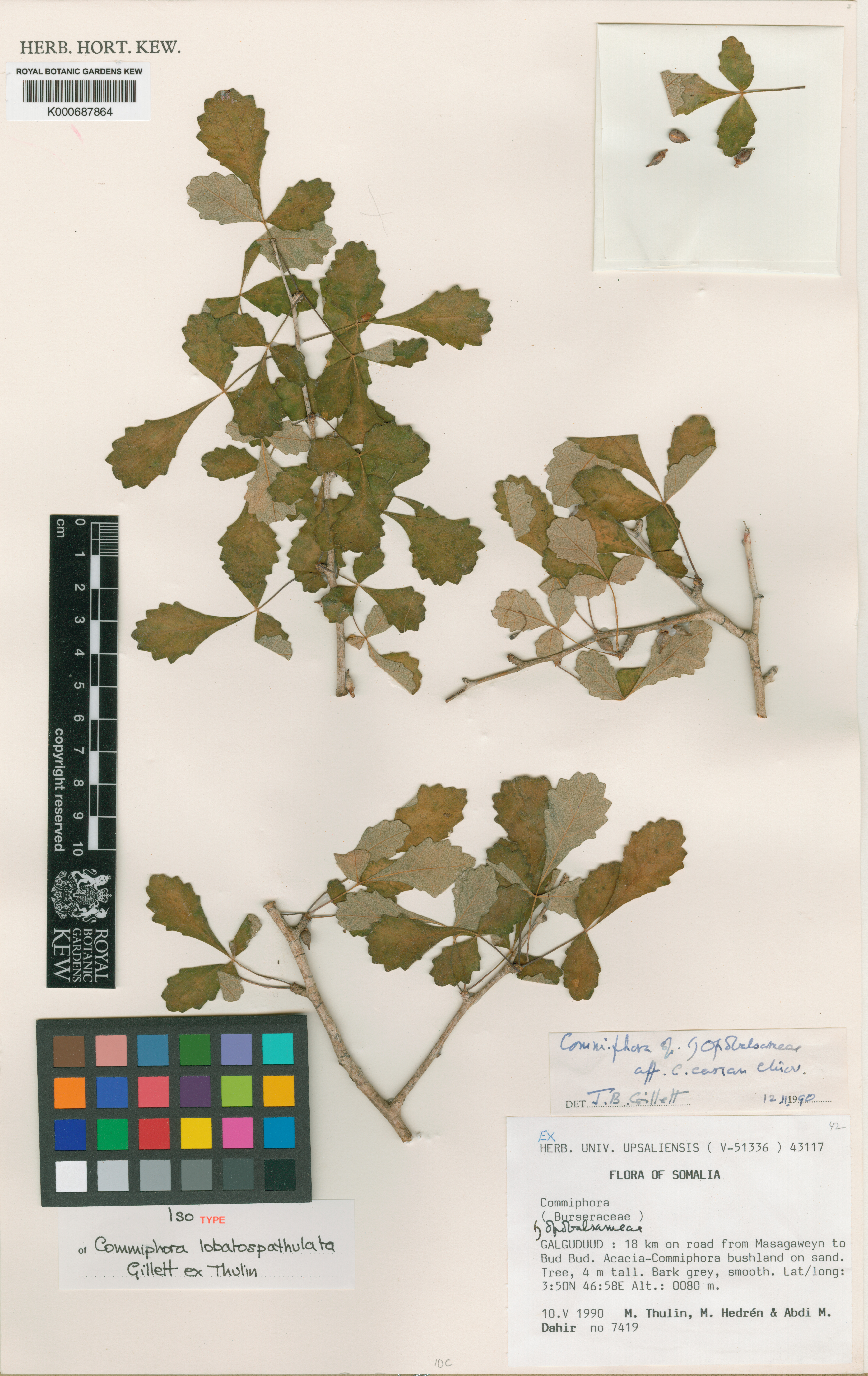 Commiphora lobatospathulata