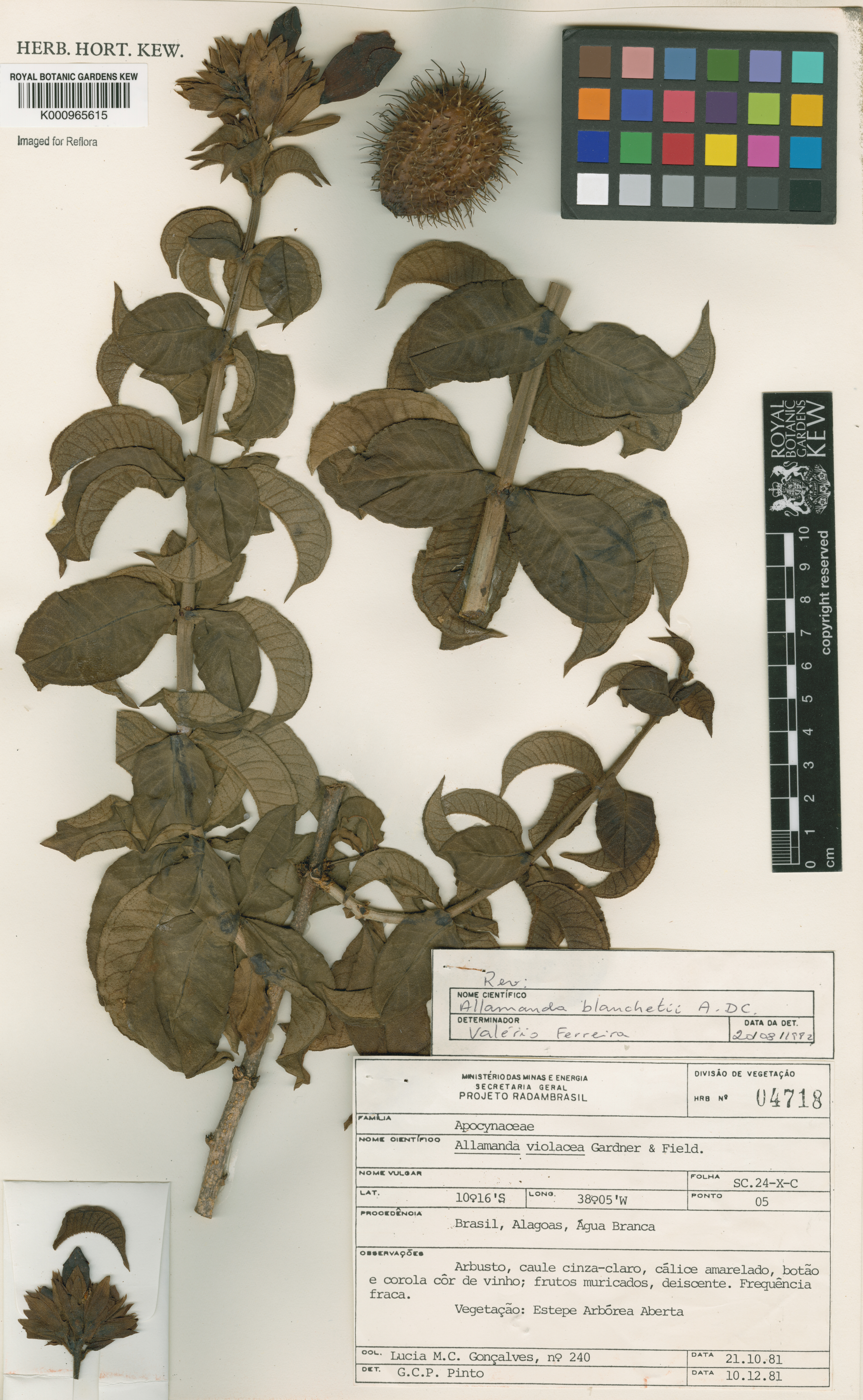 Allamanda blanchetii