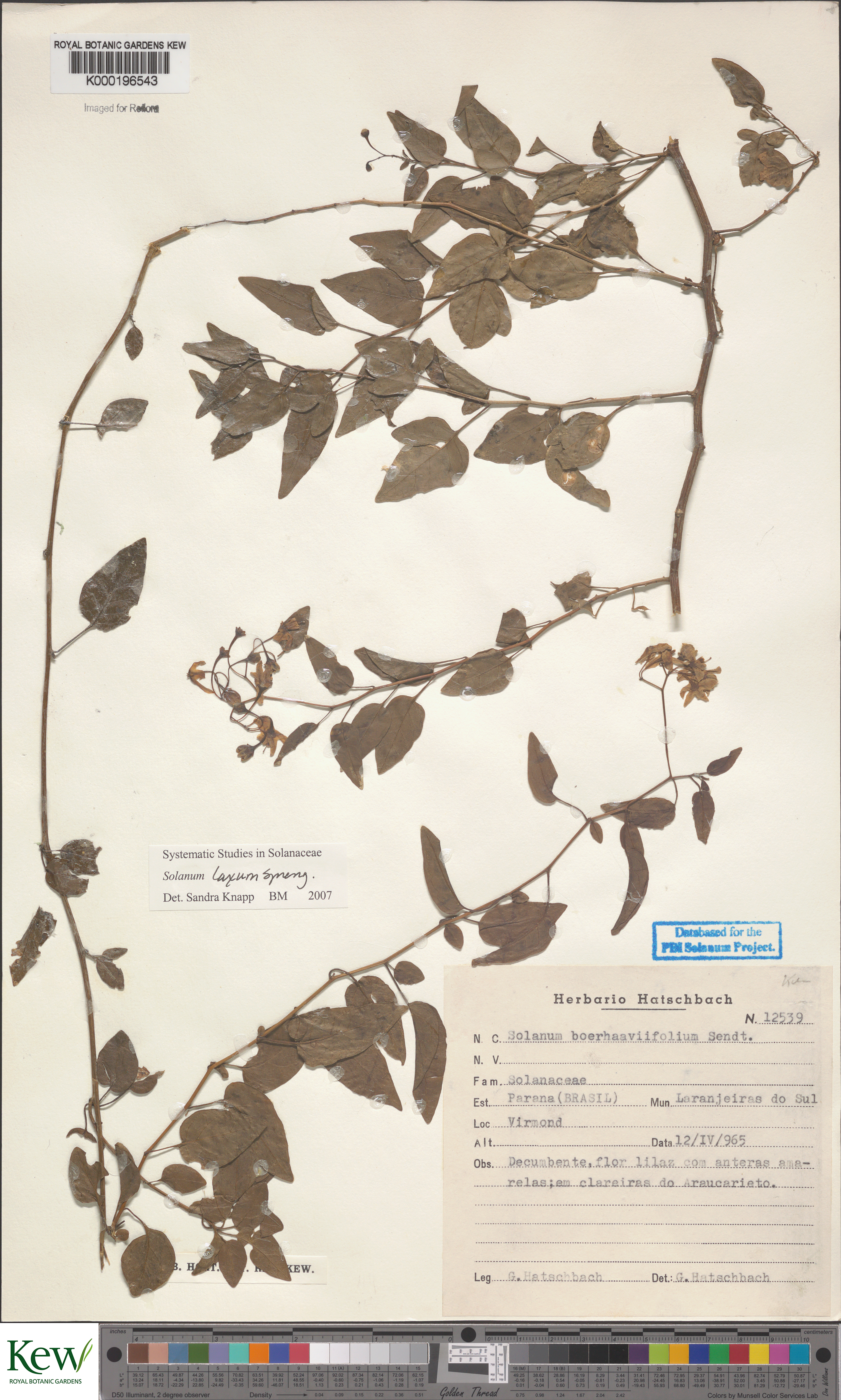 Solanum laxum