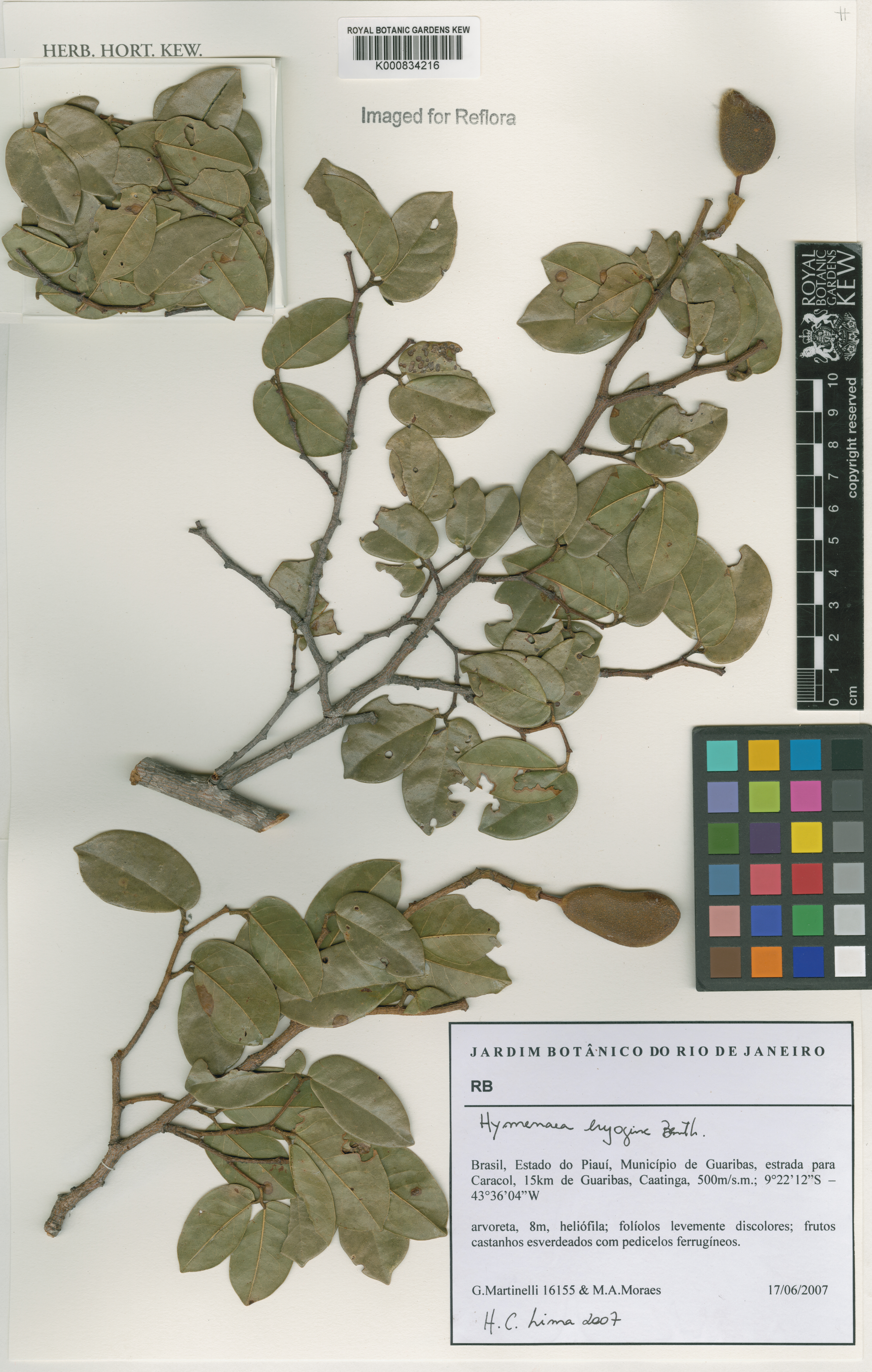 Hymenaea eriogyne