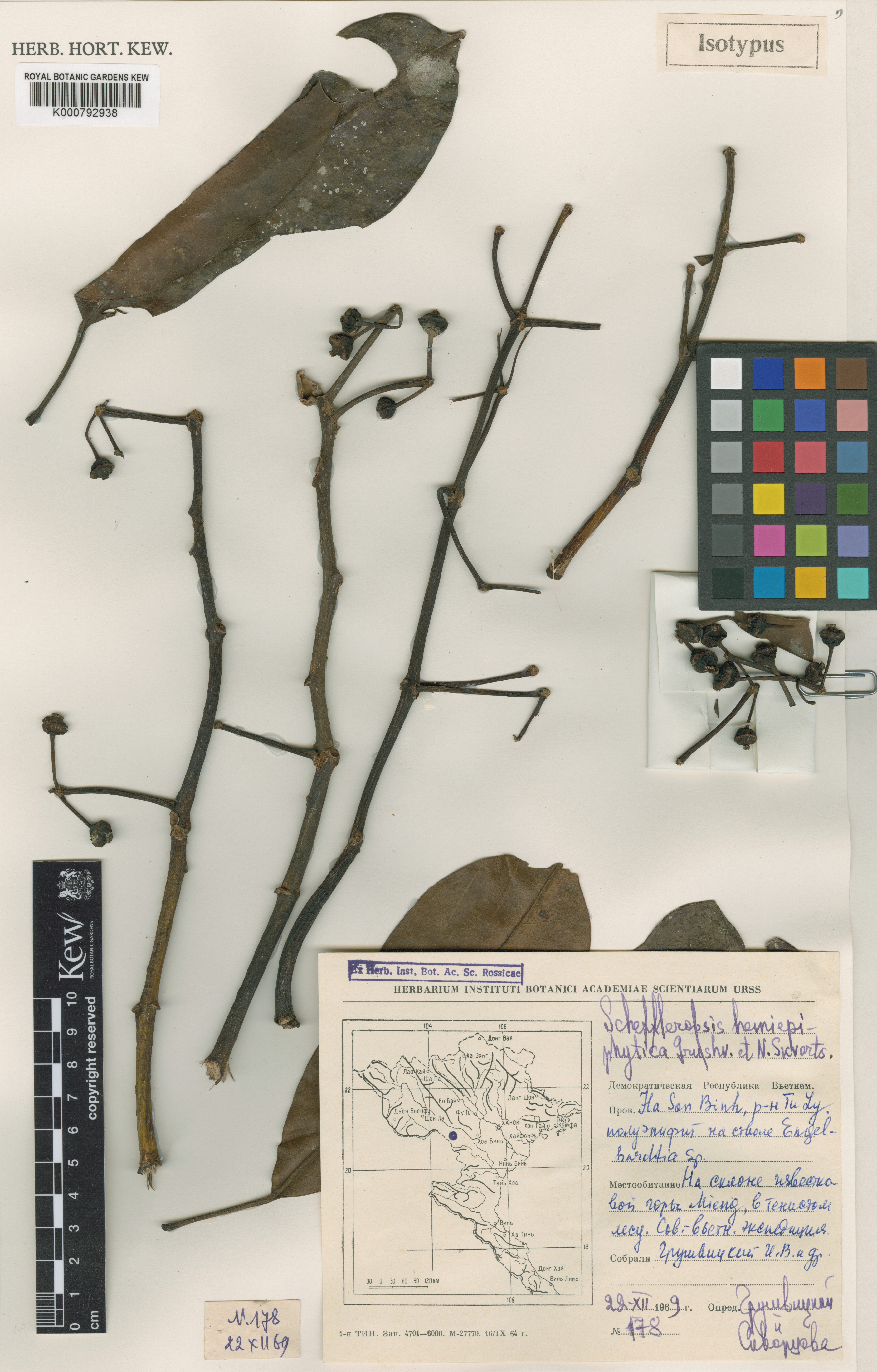 Heptapleurum hemiepiphyticum — ảnh 2