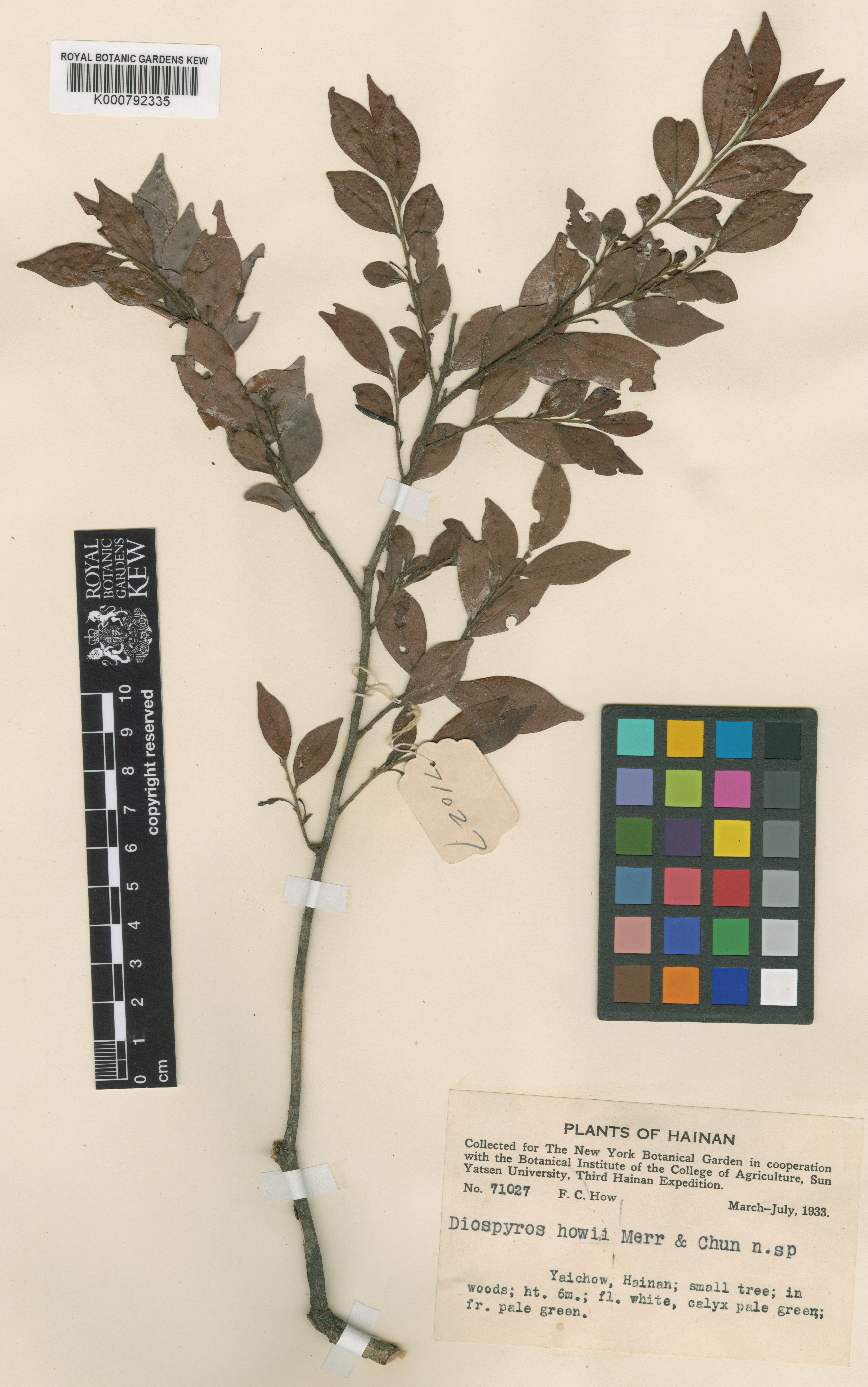 Diospyros howii (Diospyros howii)