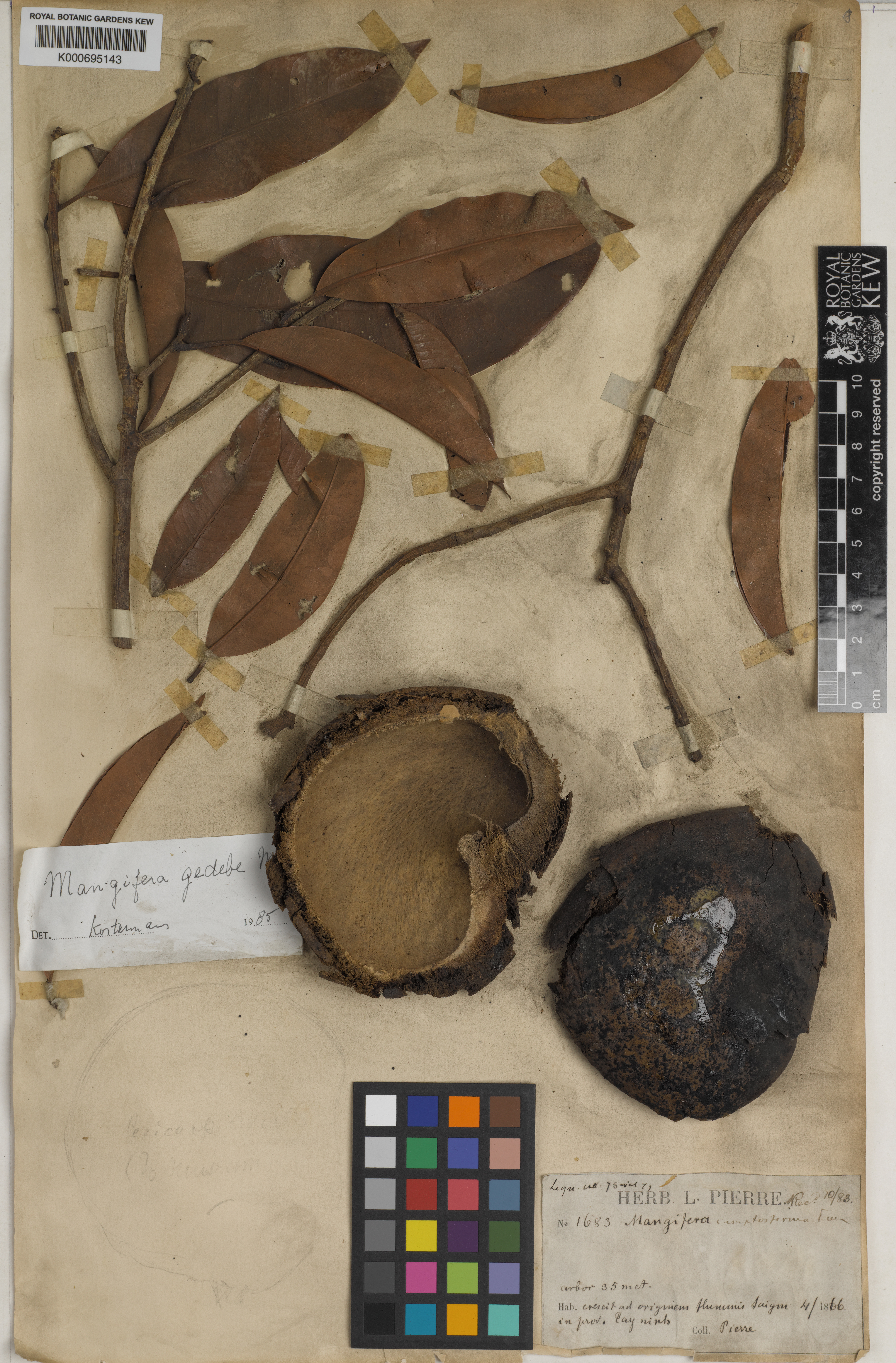 Mangifera camptosperma — ảnh 2