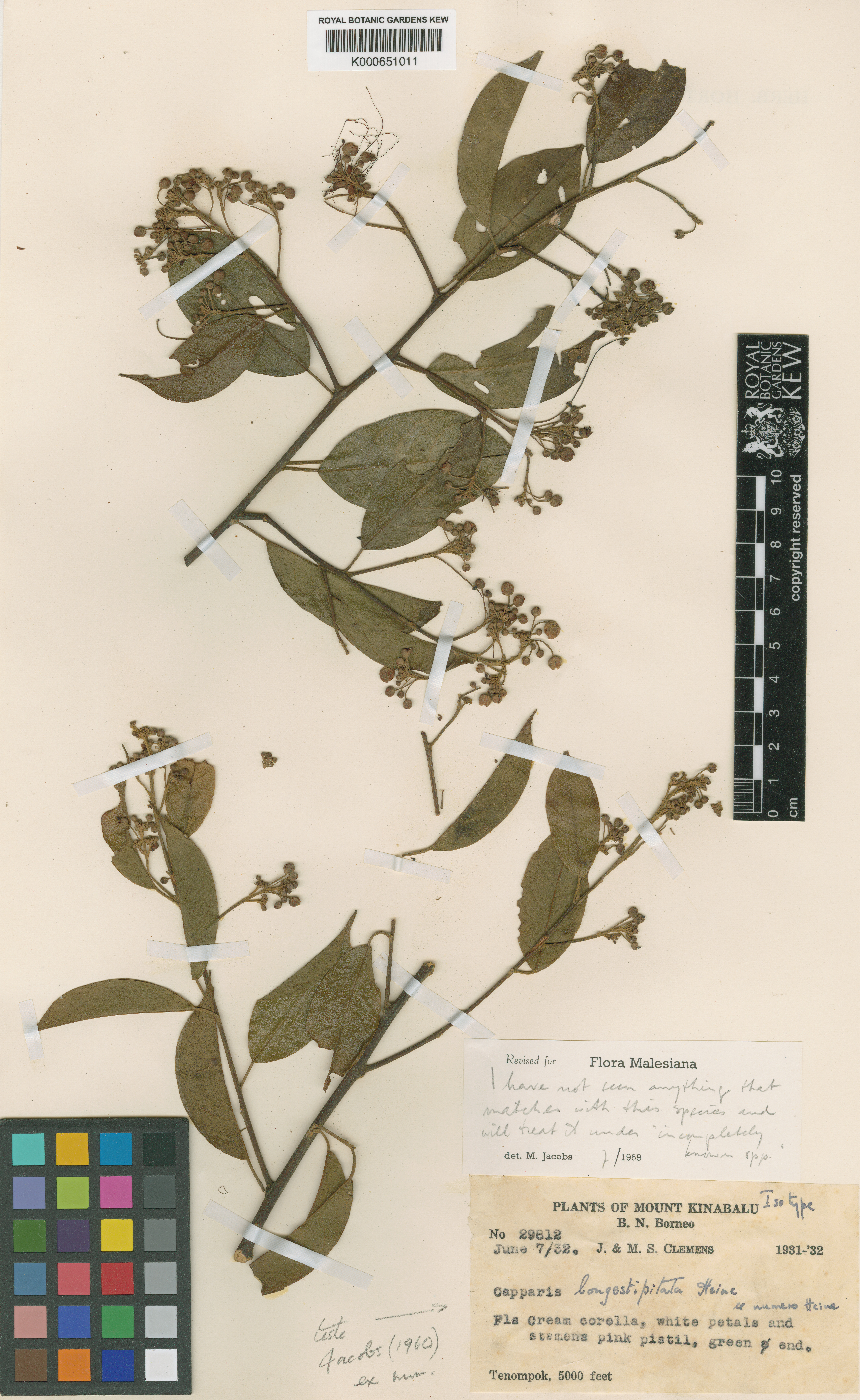 Capparis longestipitata (Capparis longestipitata)