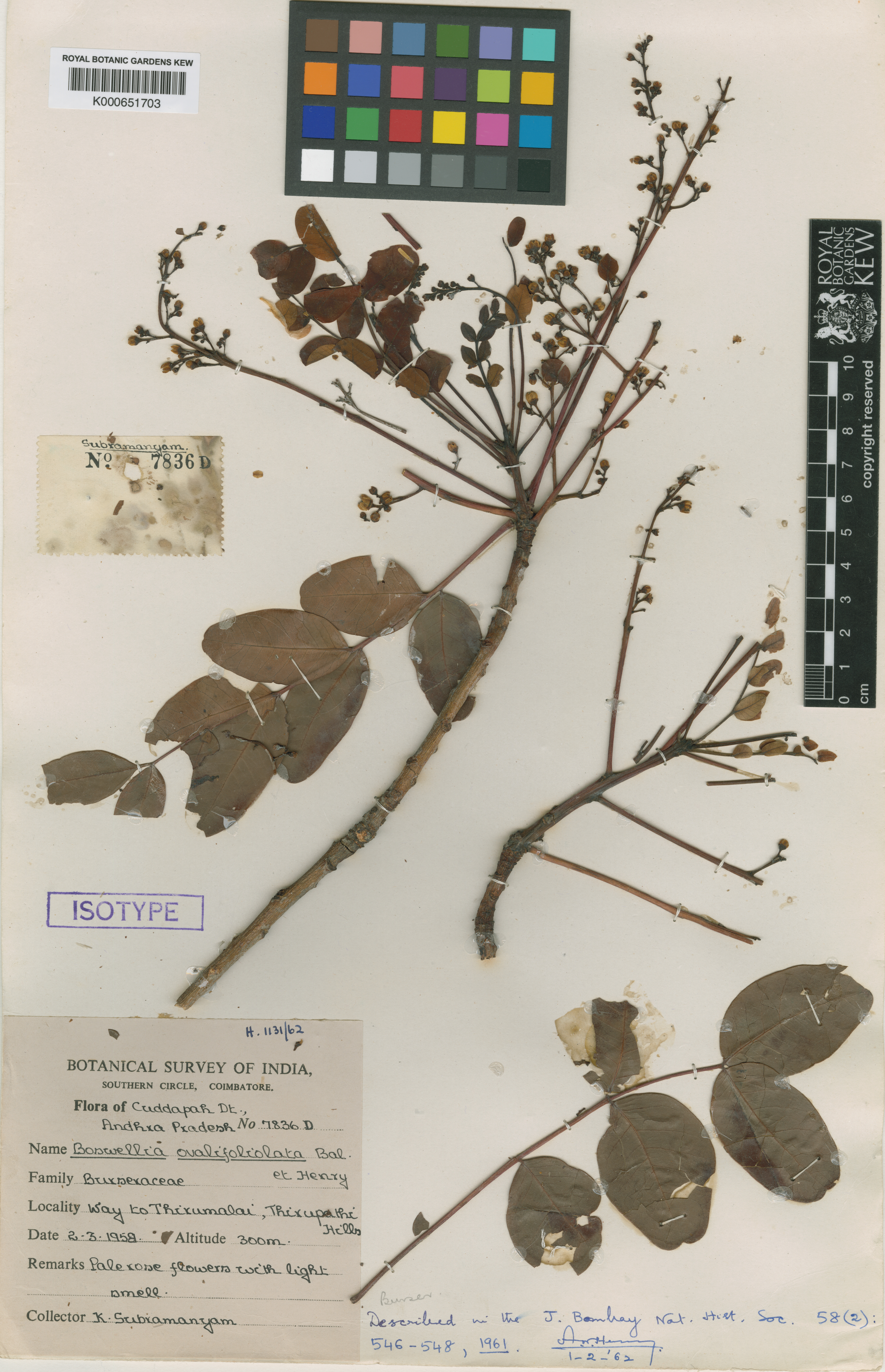 Boswellia ovalifoliolata
