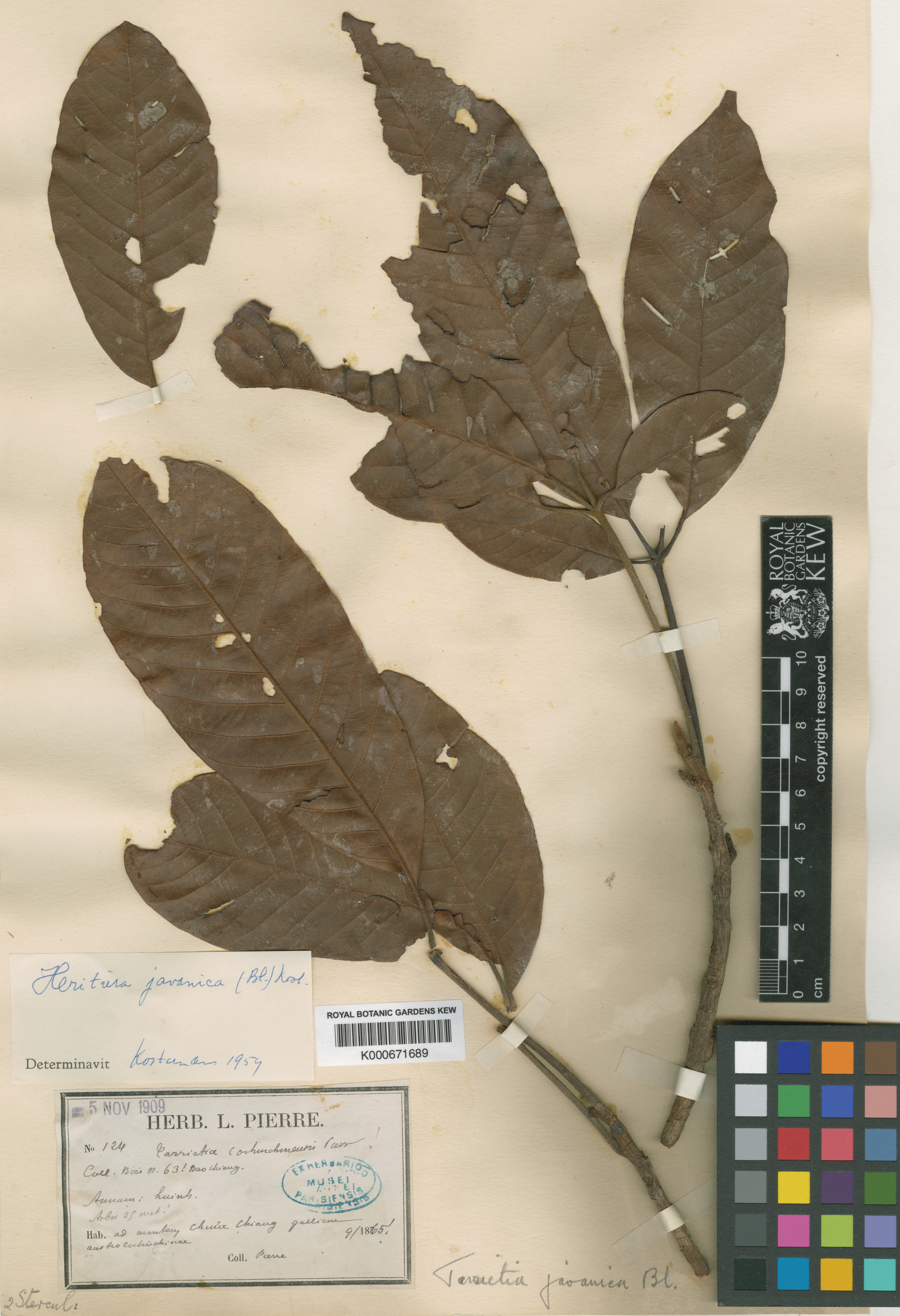 Cui Java (Heritiera javanica)