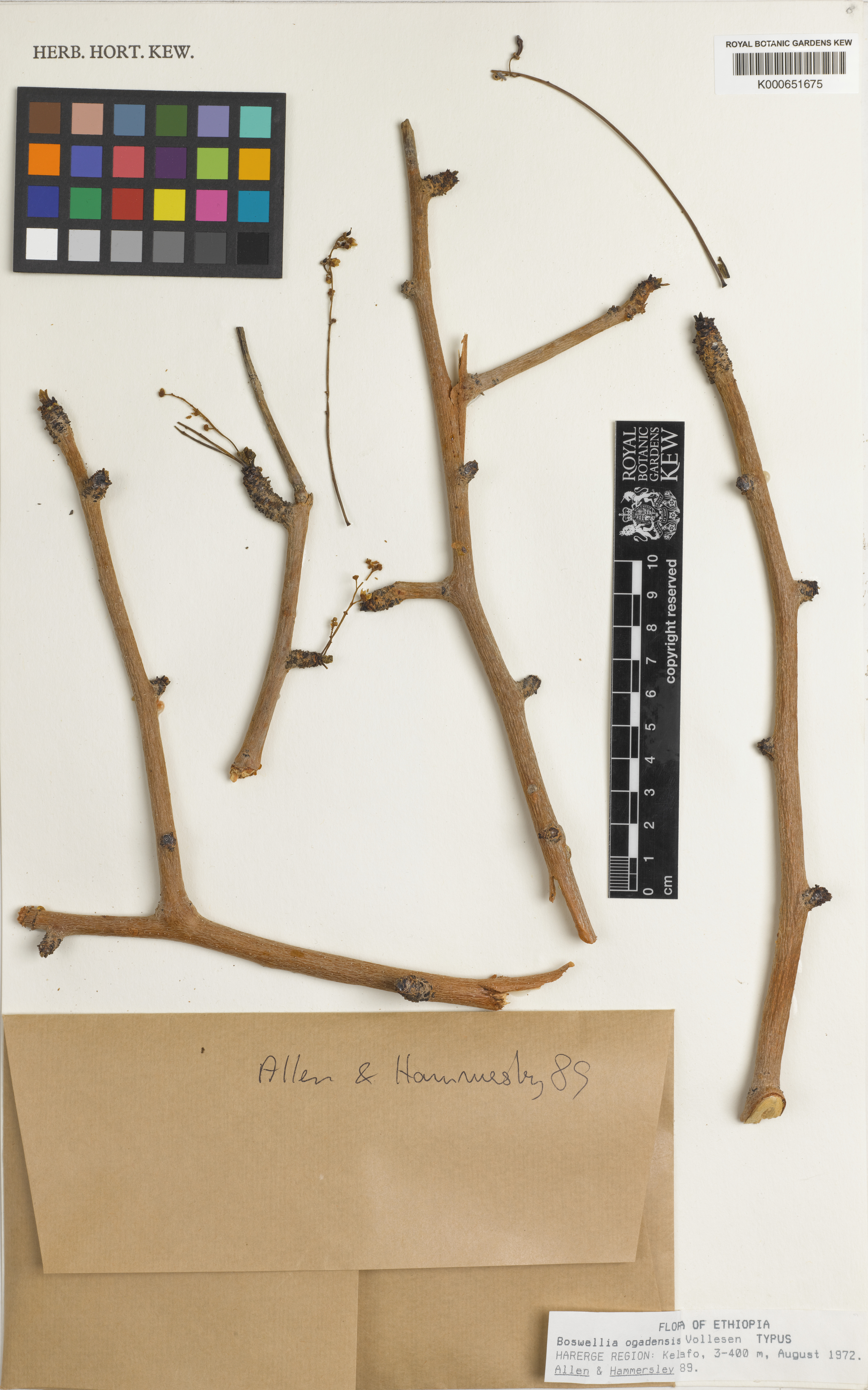 Boswellia ogadensis