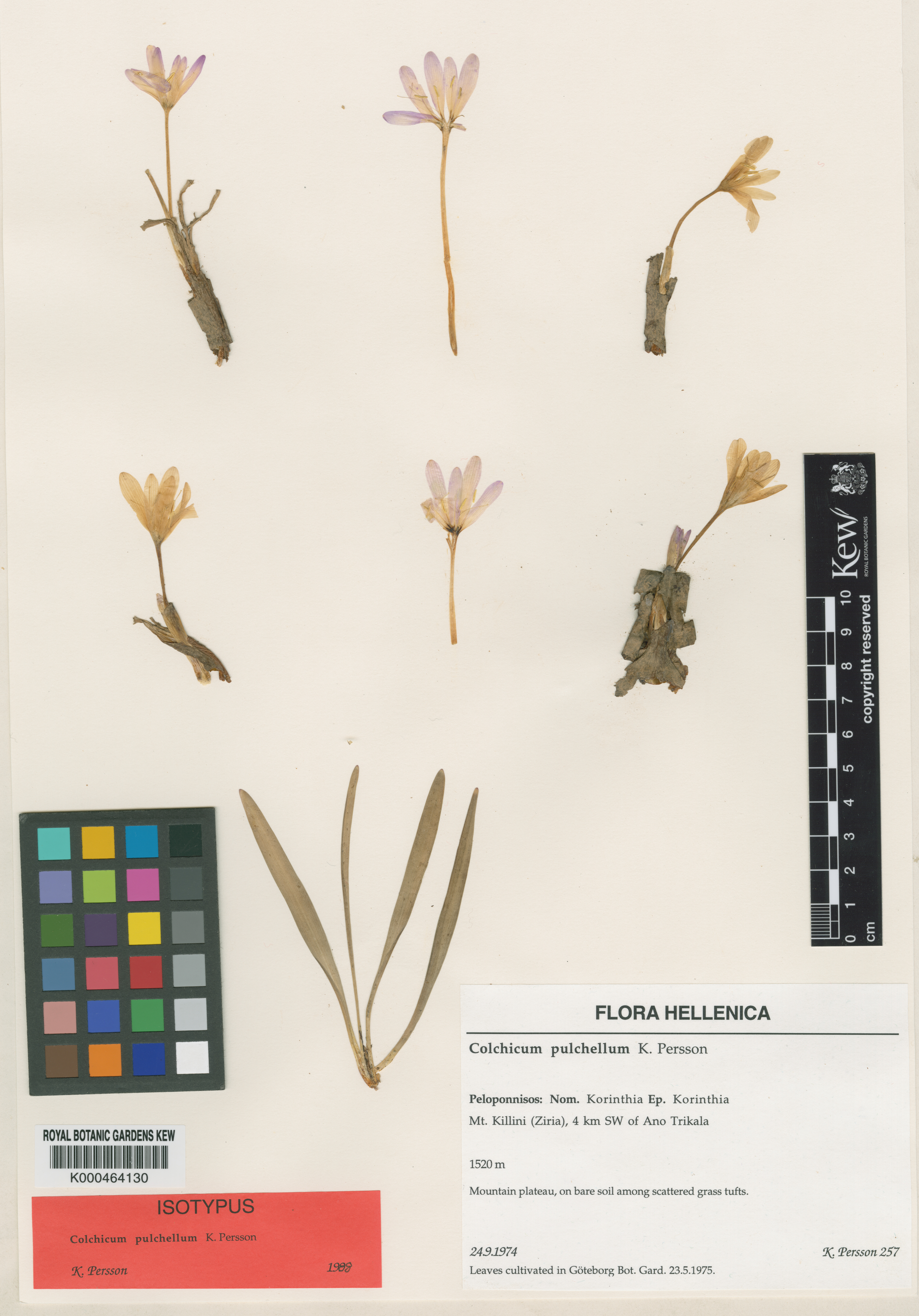 Colchicum pulchellum