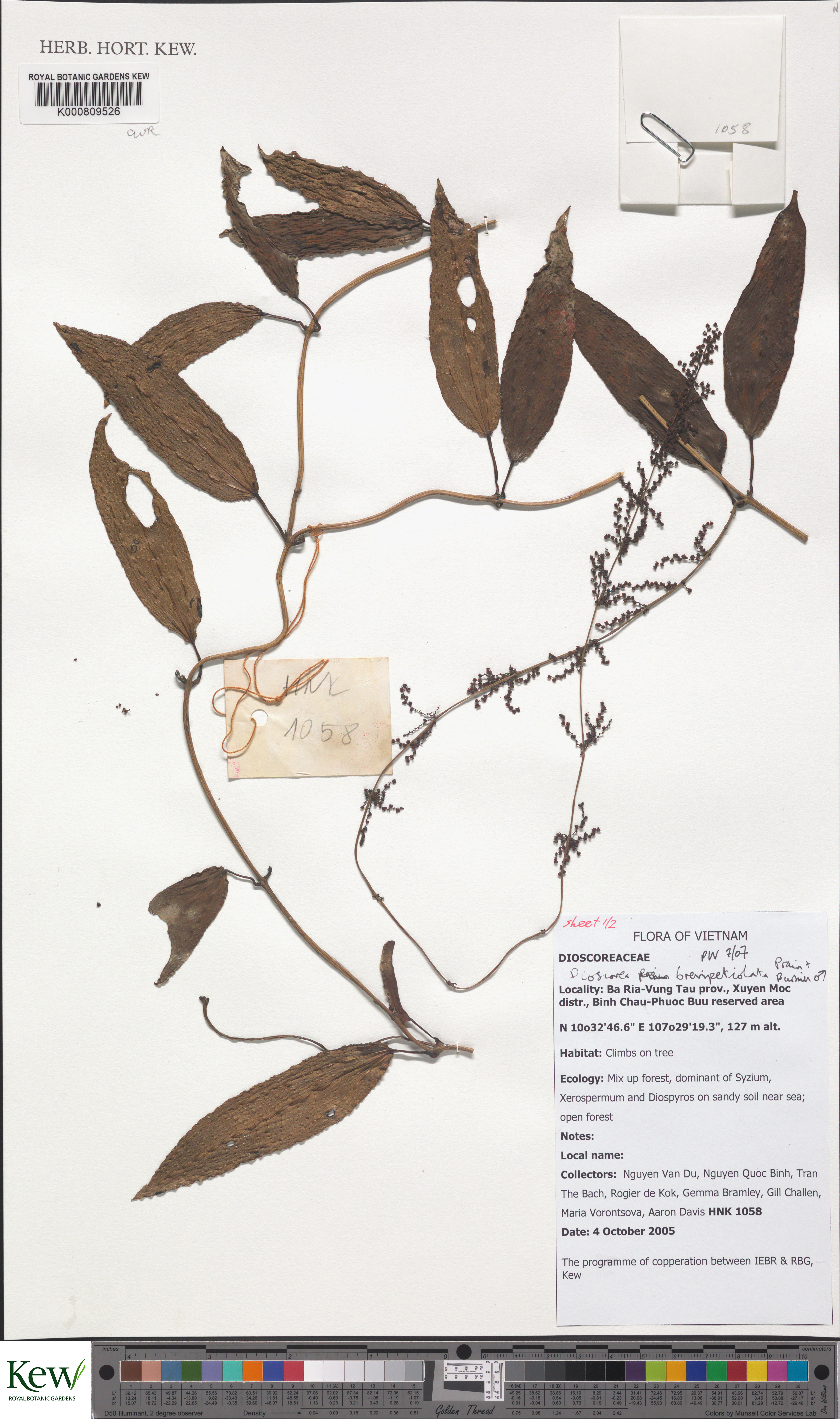 Dioscorea brevipetiolata (Dioscorea brevipetiolata)