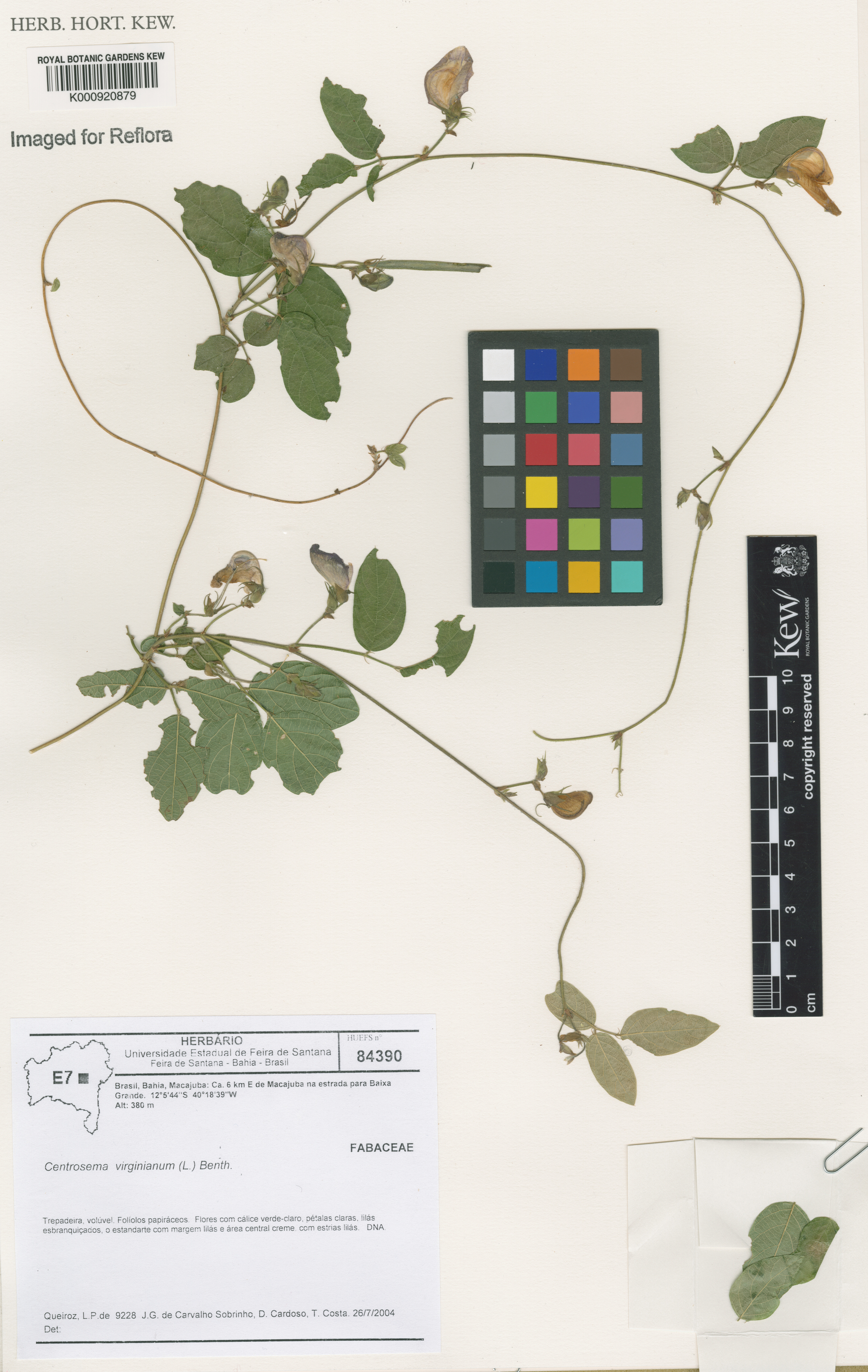 Centrosema virginianum