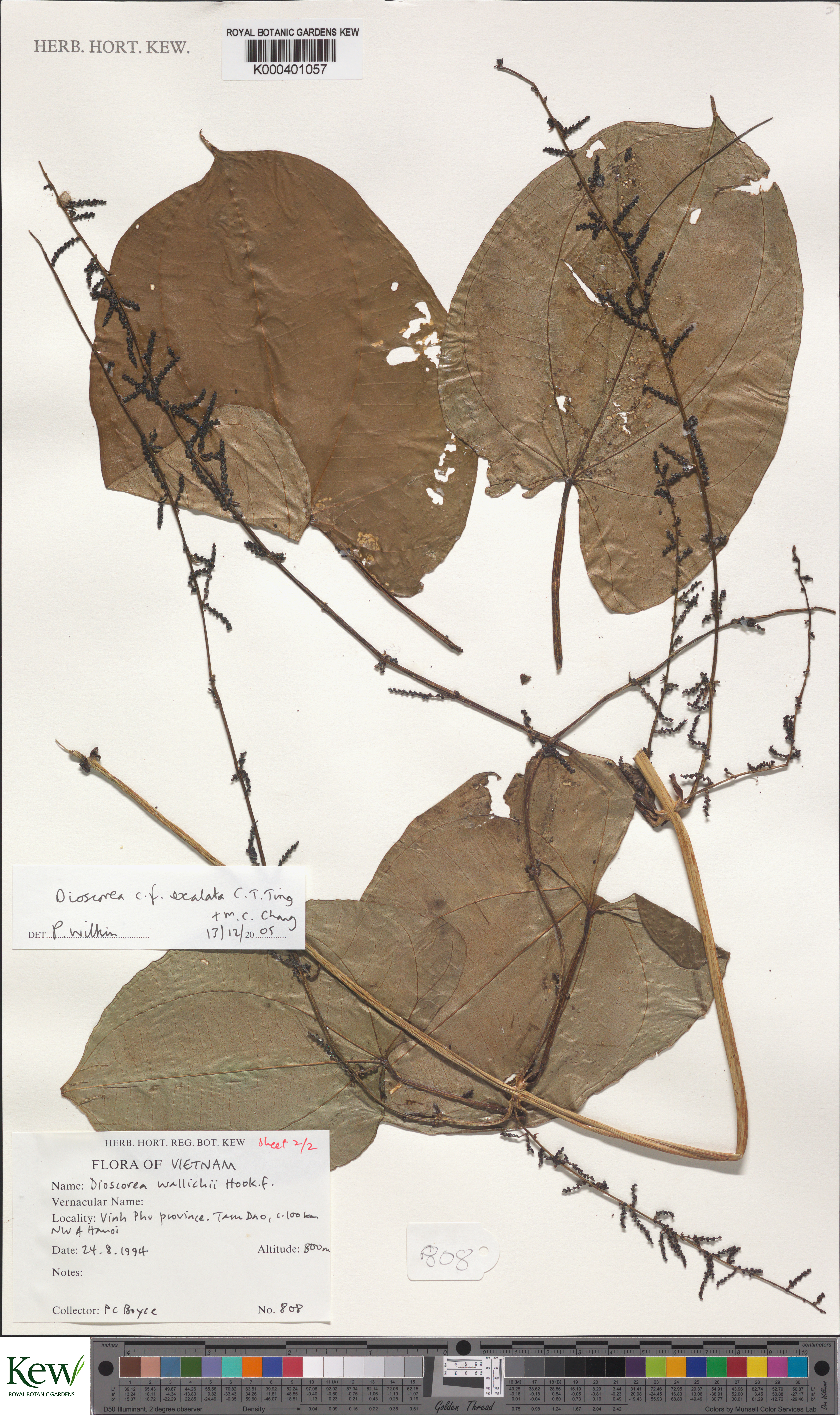 Dioscorea wallichii (Dioscorea wallichii)