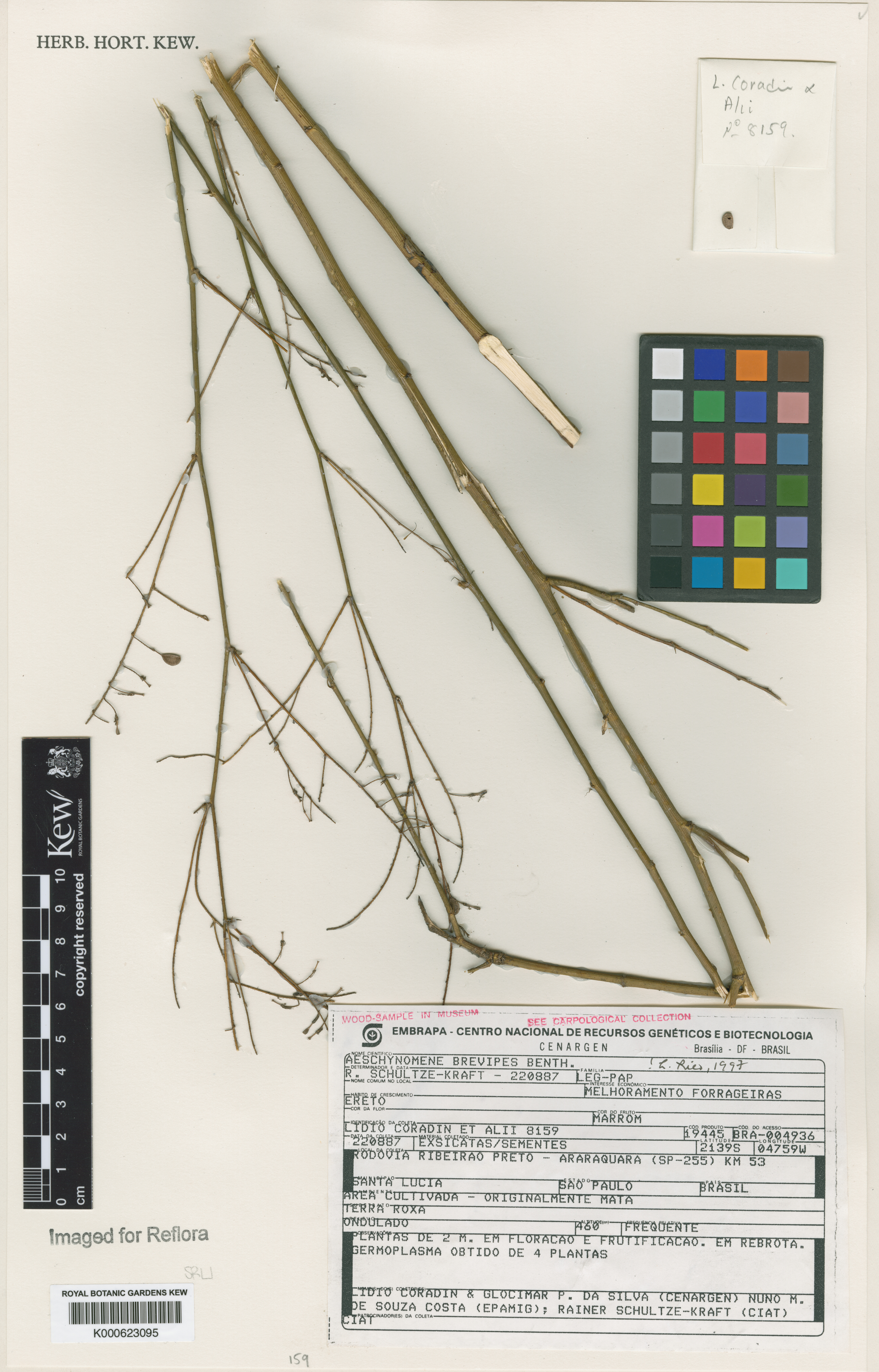 Aeschynomene brevipes