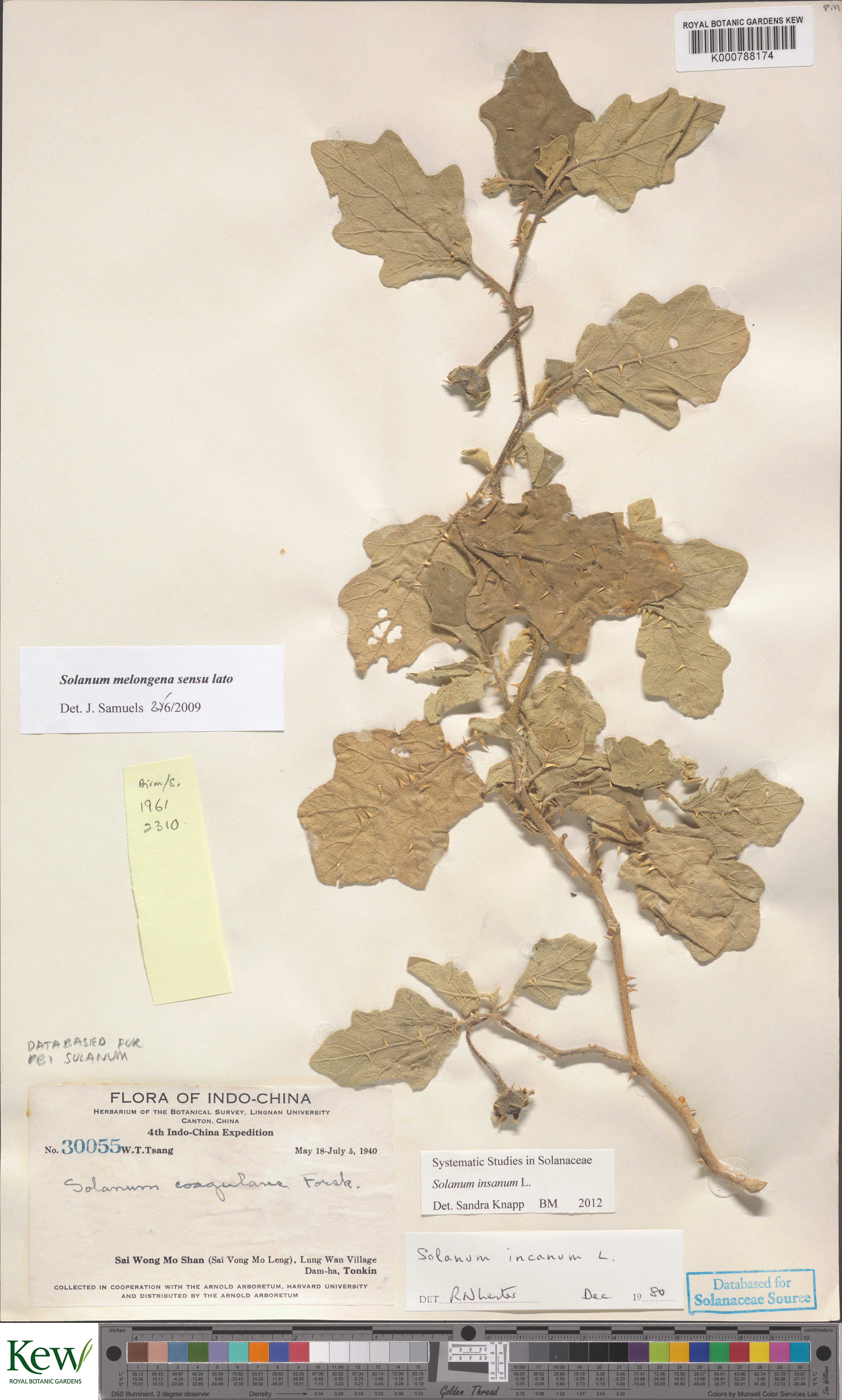 Solanum insanum — ảnh 3