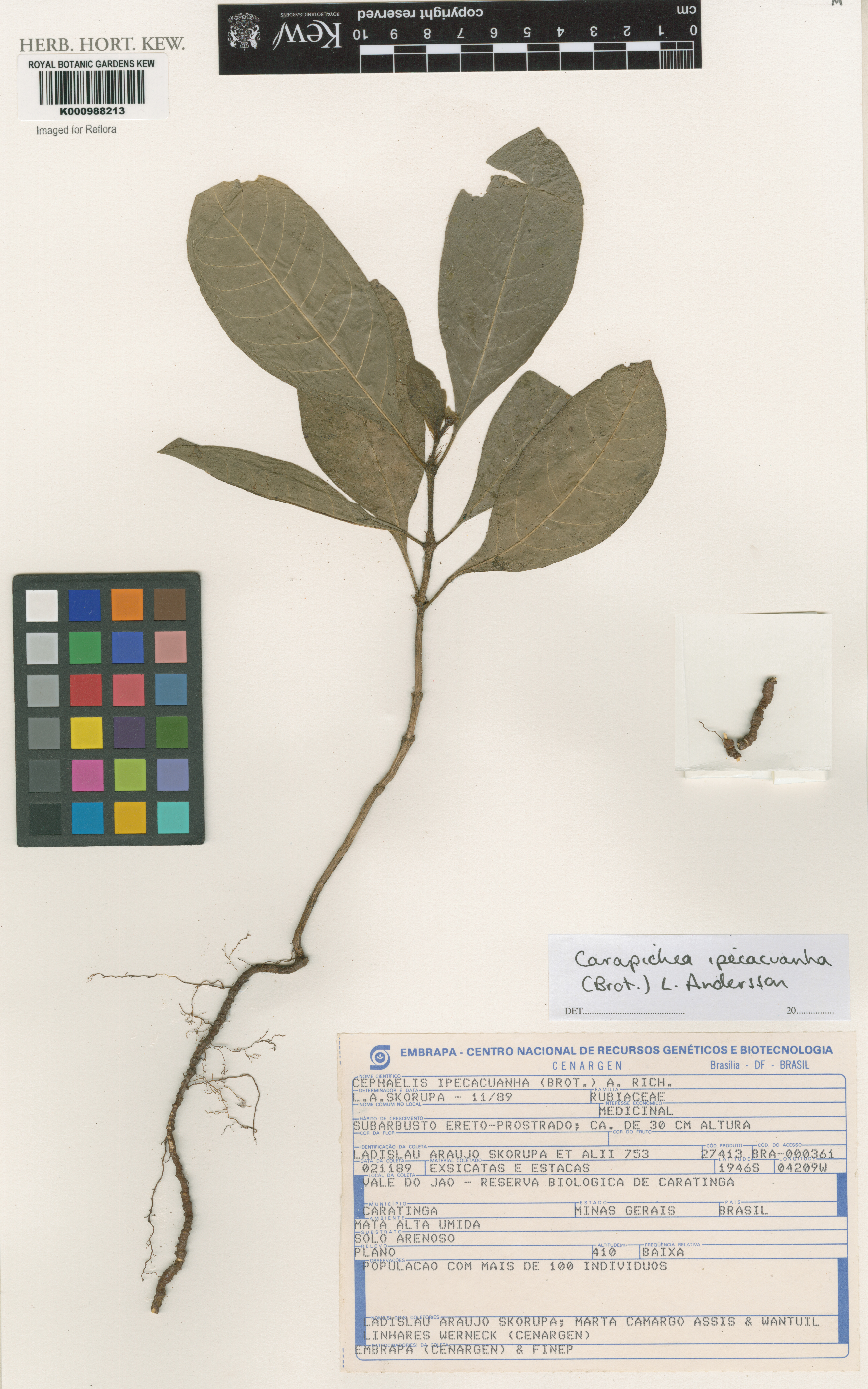 Carapichea ipecacuanha