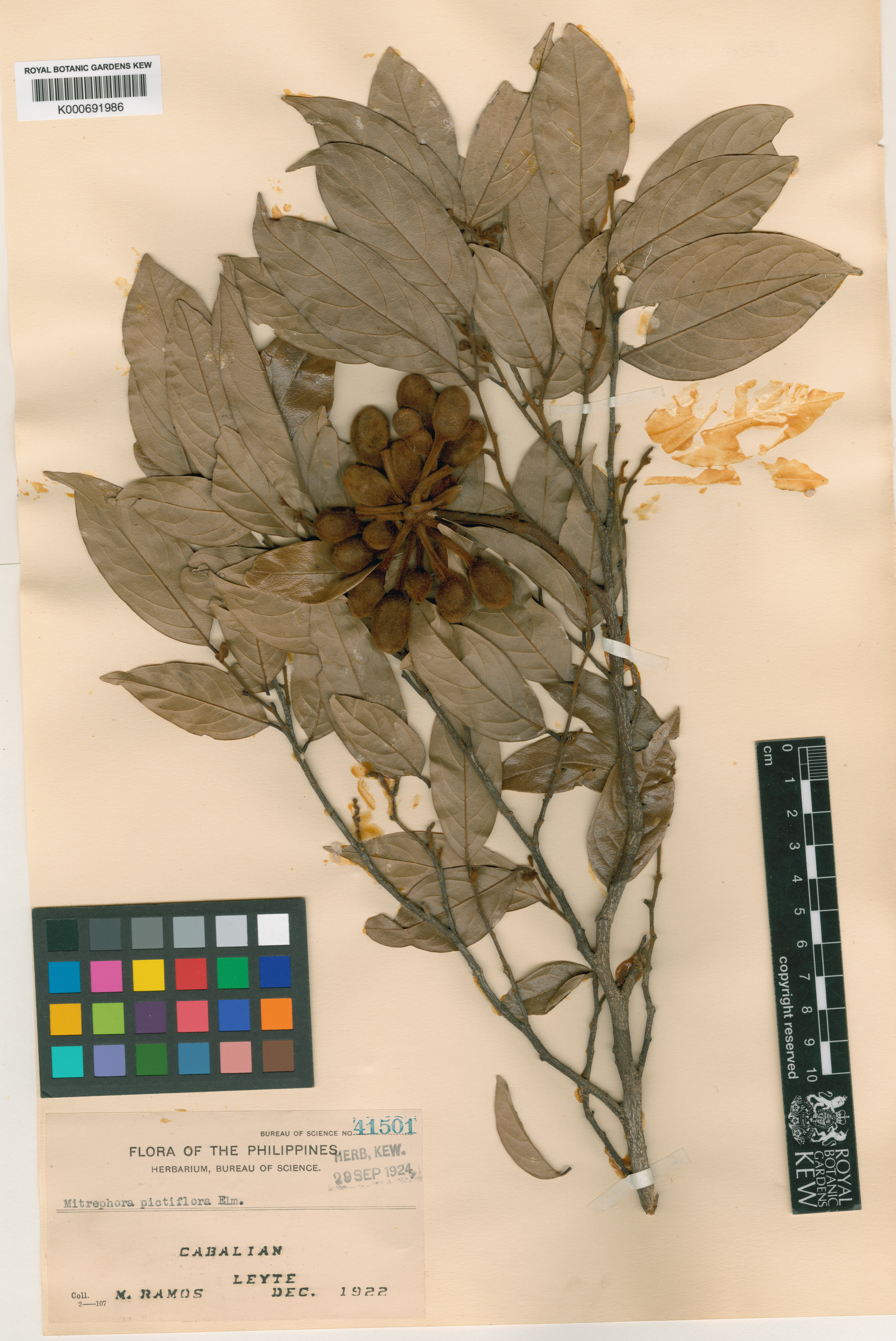 Mitrephora pictiflora (Mitrephora pictiflora)